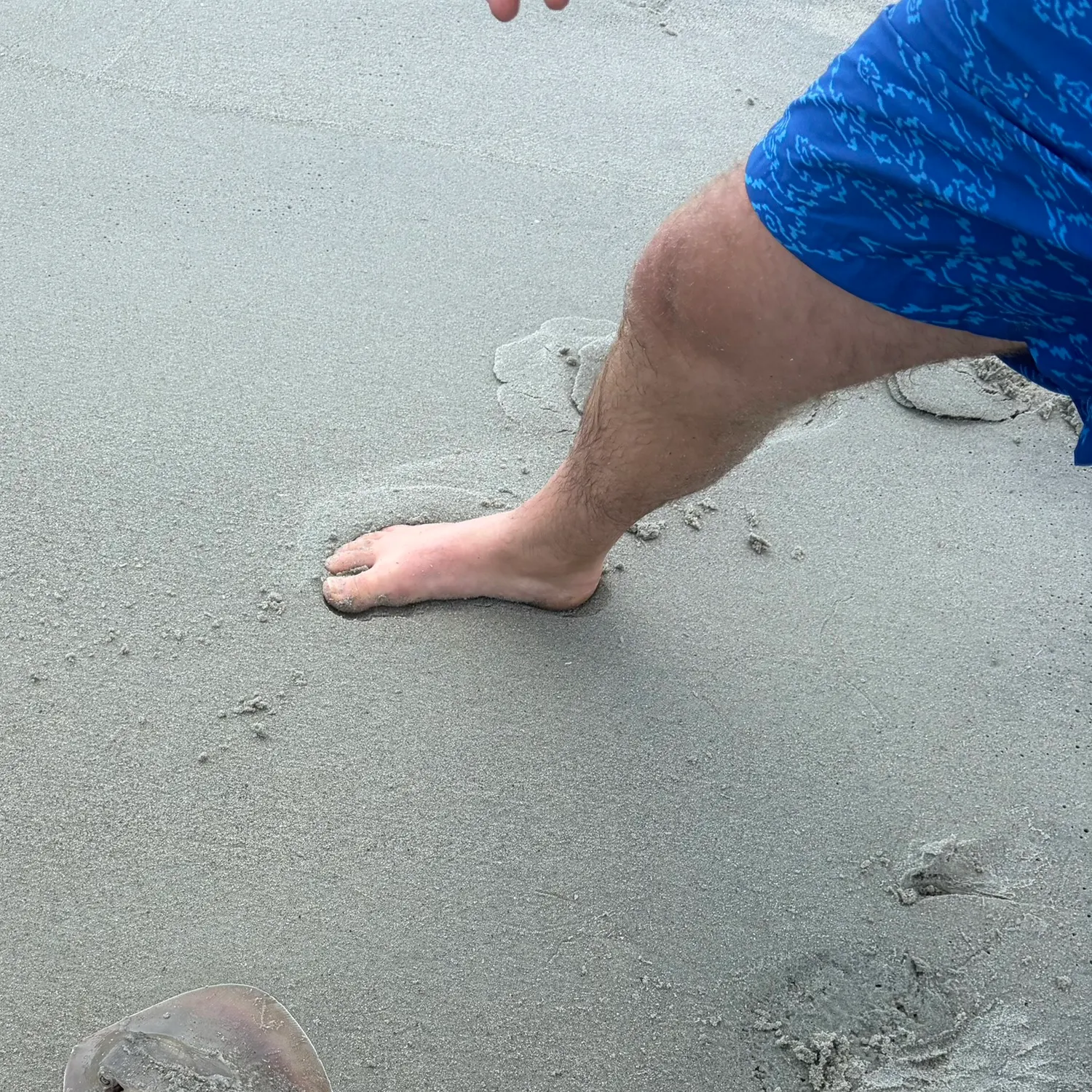 Bluntnose stingray caught on Fishbrain