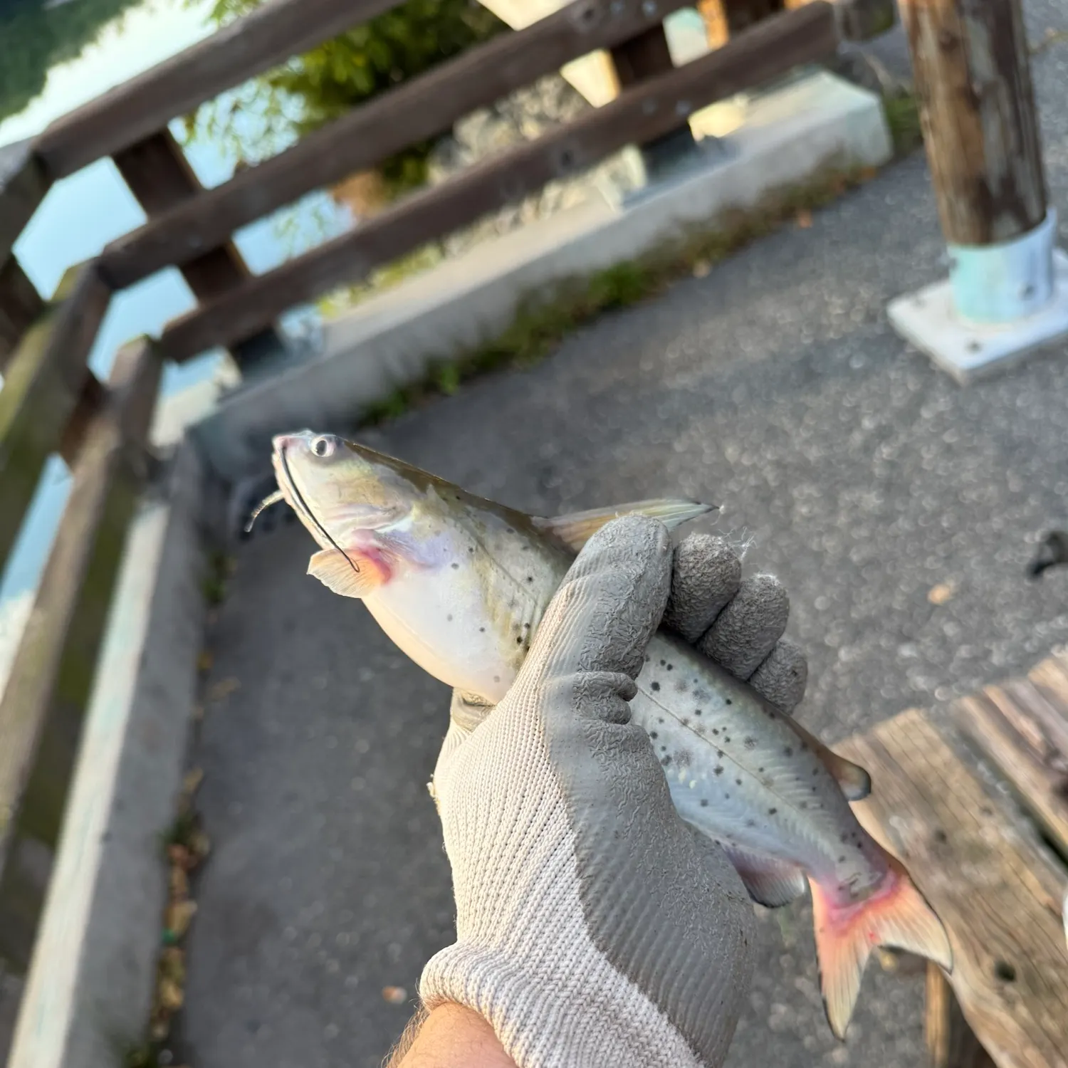 Channel catfish caught on Fishbrain