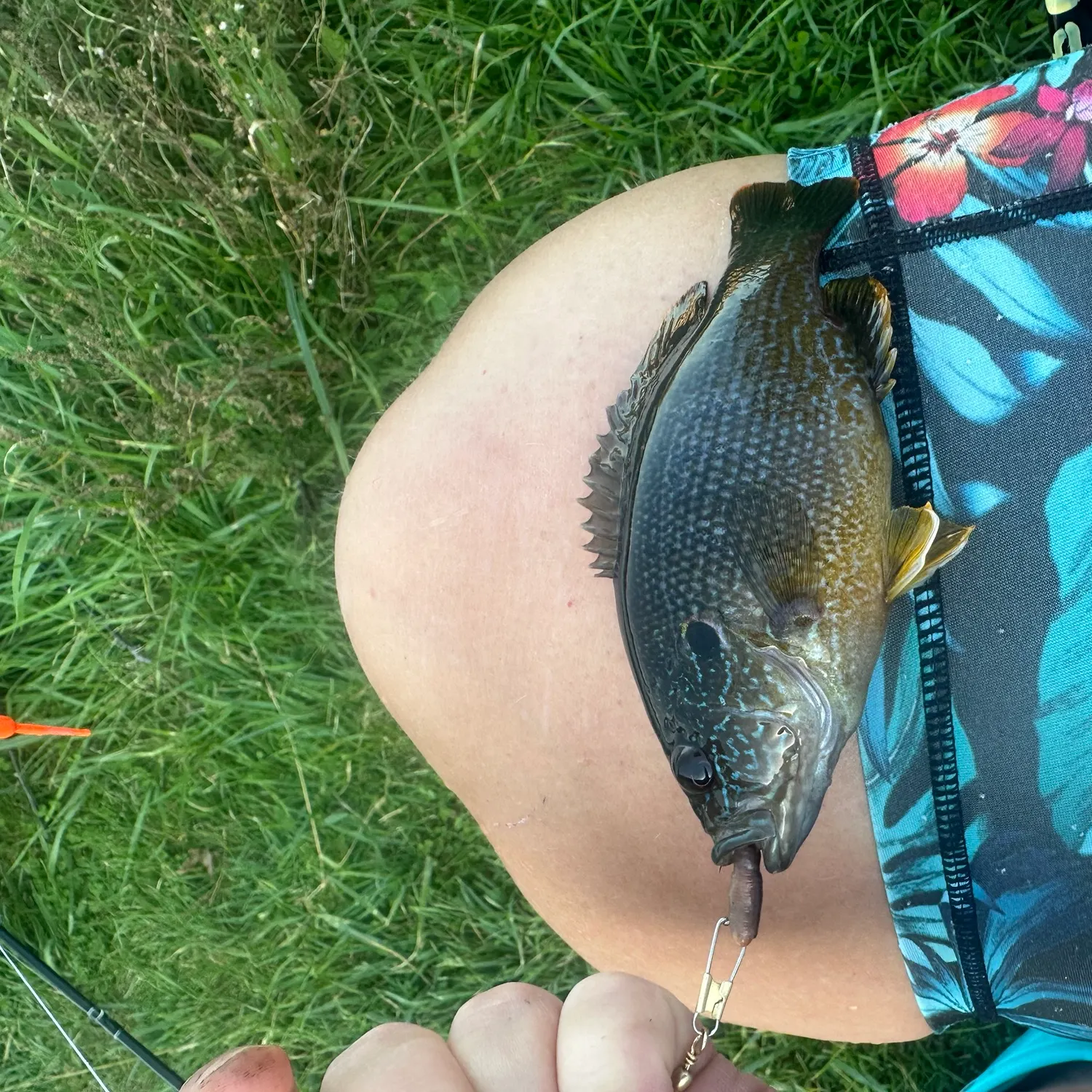 Fish caught on Fishbrain