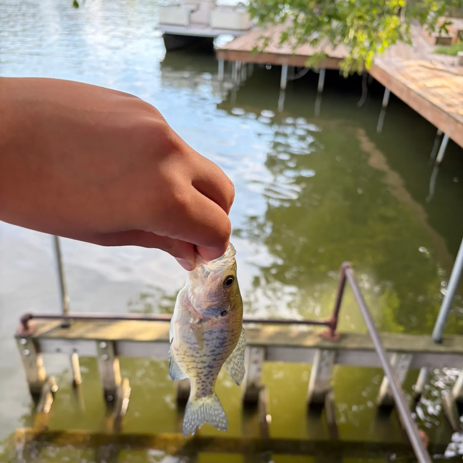 White crappie caught on Fishbrain