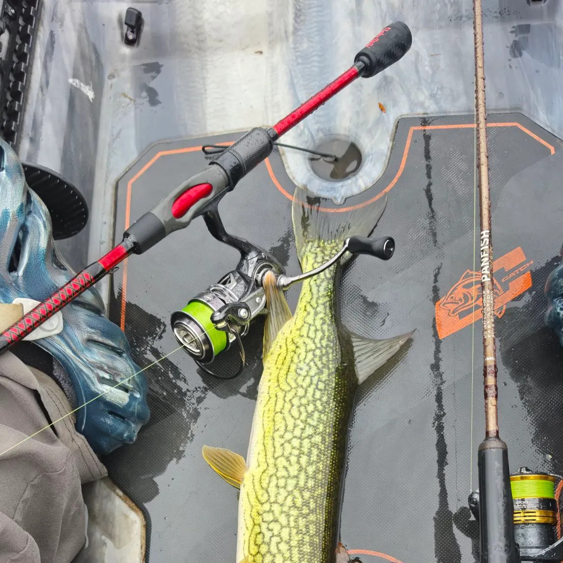 Chain pickerel caught on Fishbrain