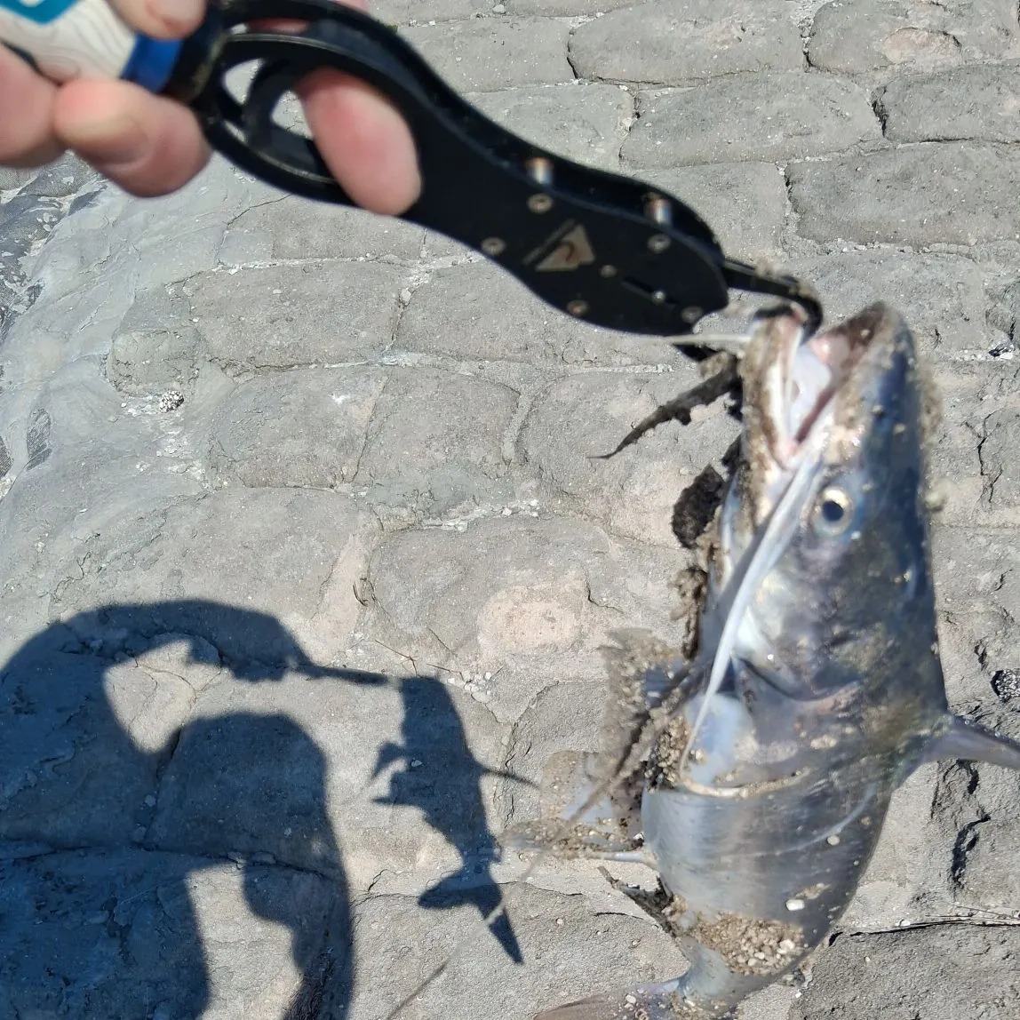 The most recent Gafftopsail sea catfish catches on Fishbrain