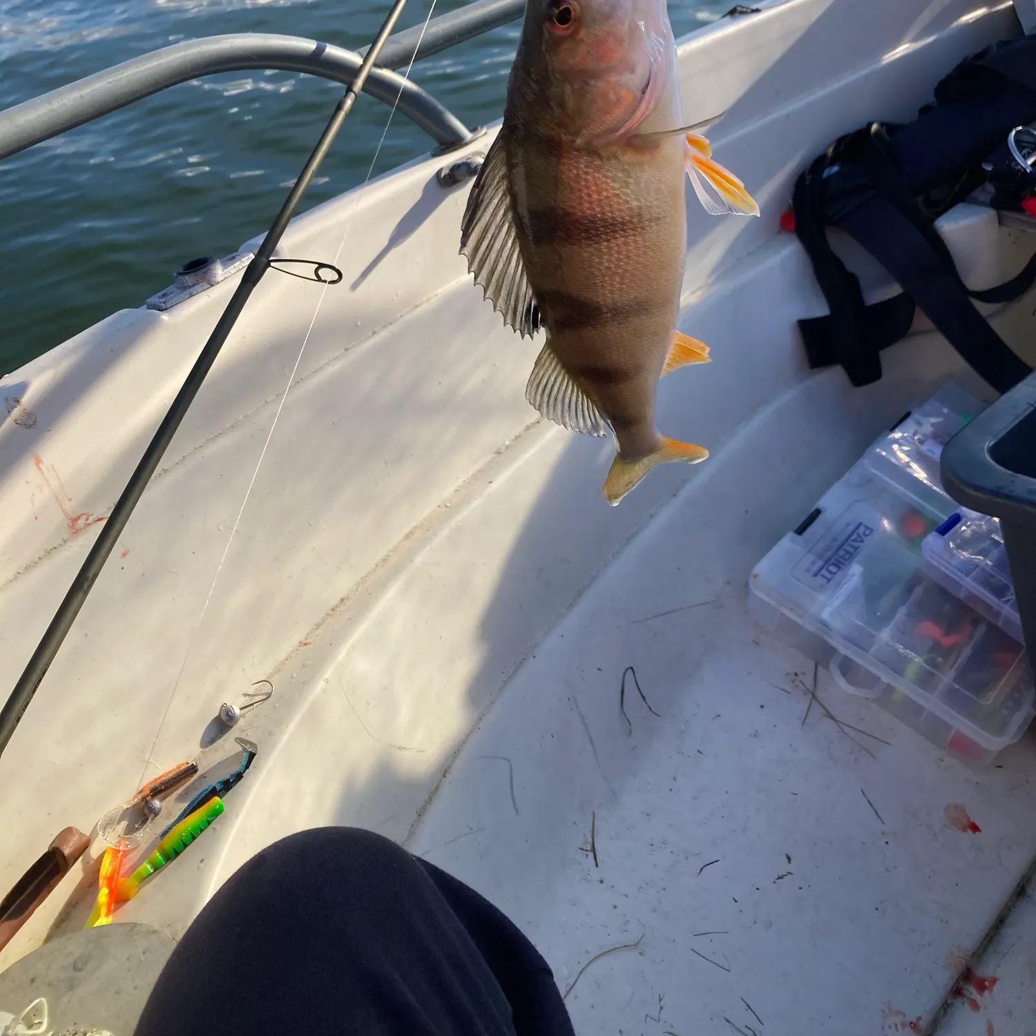 European perch caught on Fishbrain