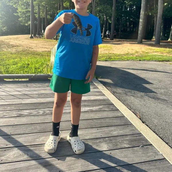 Yellow perch caught on Fishbrain