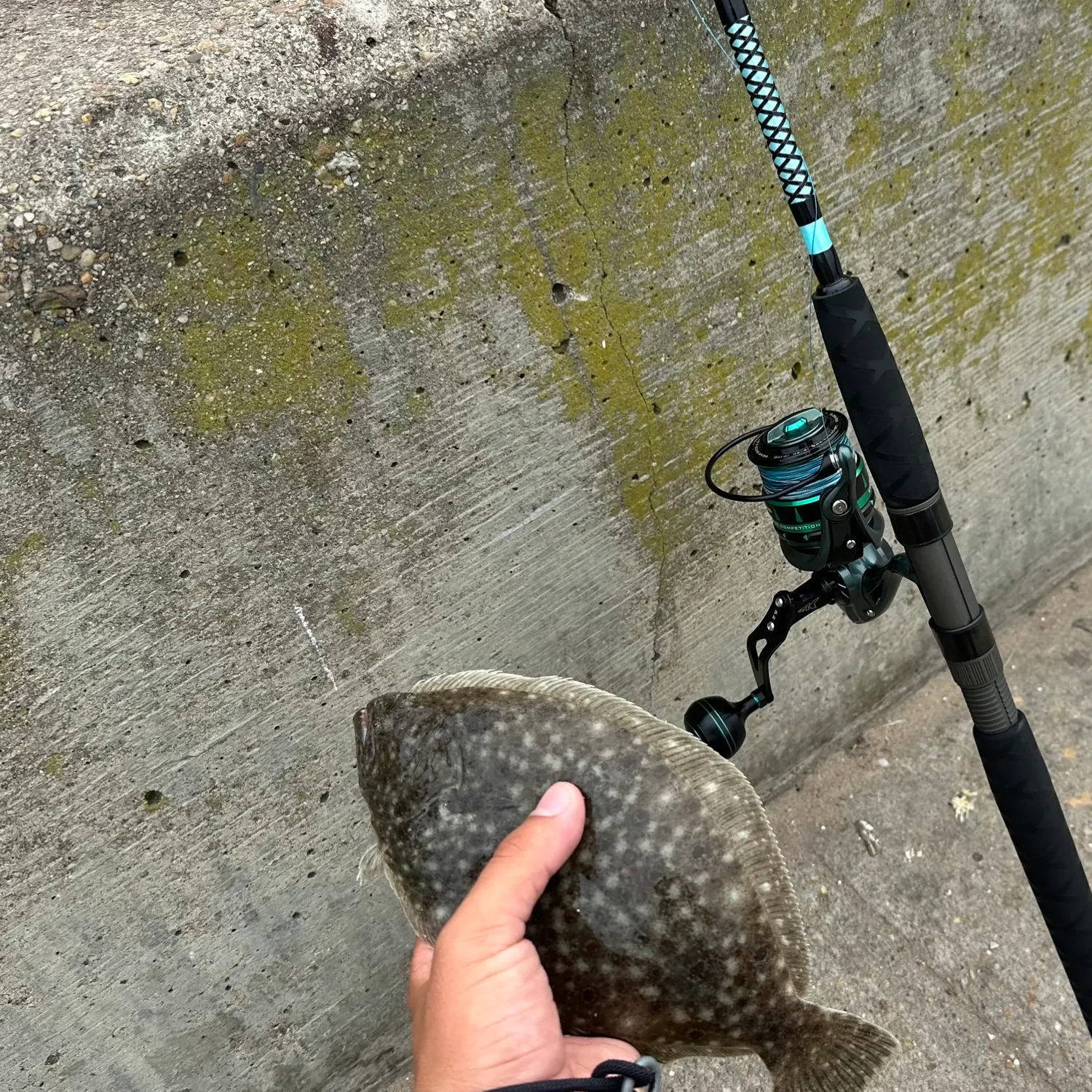 The most recent Summer flounder catches on Fishbrain