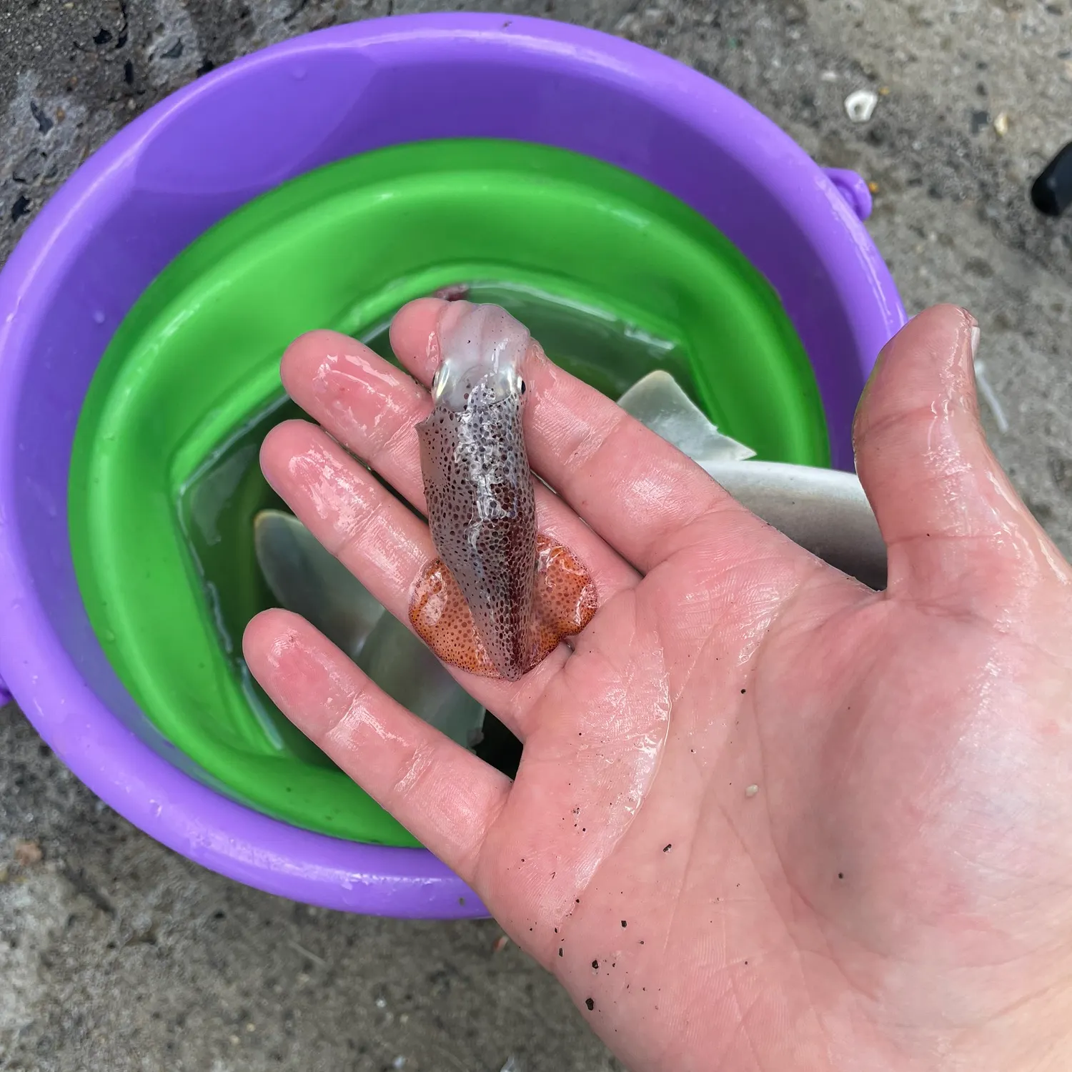The most recent Atlantic brief squid catches on Fishbrain