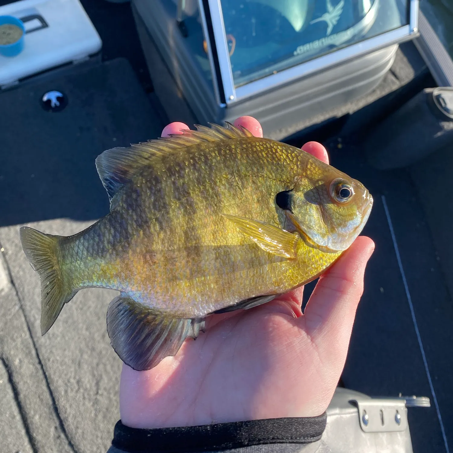Bluegill caught on Fishbrain
