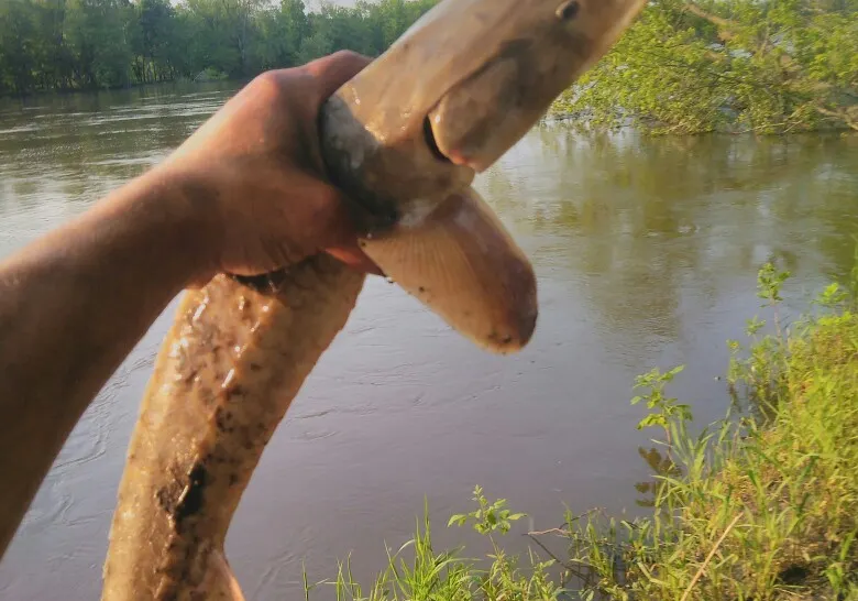 White sturgeon