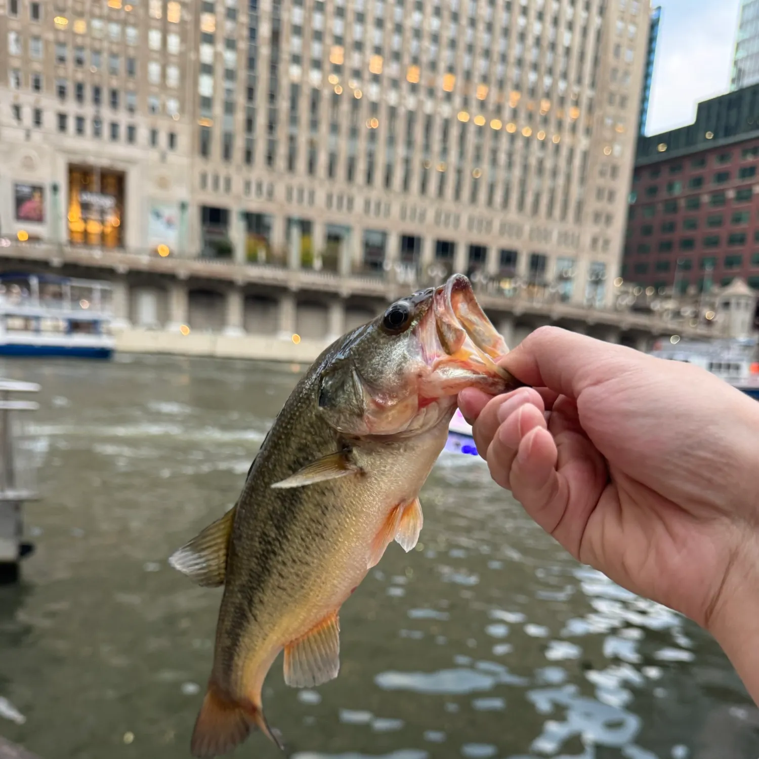 catch