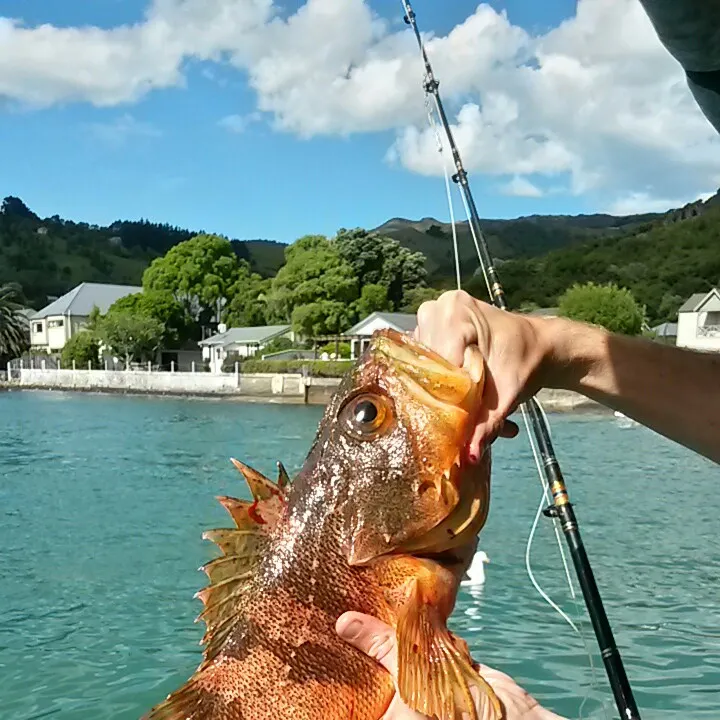 Pacific ocean perch caught on Fishbrain
