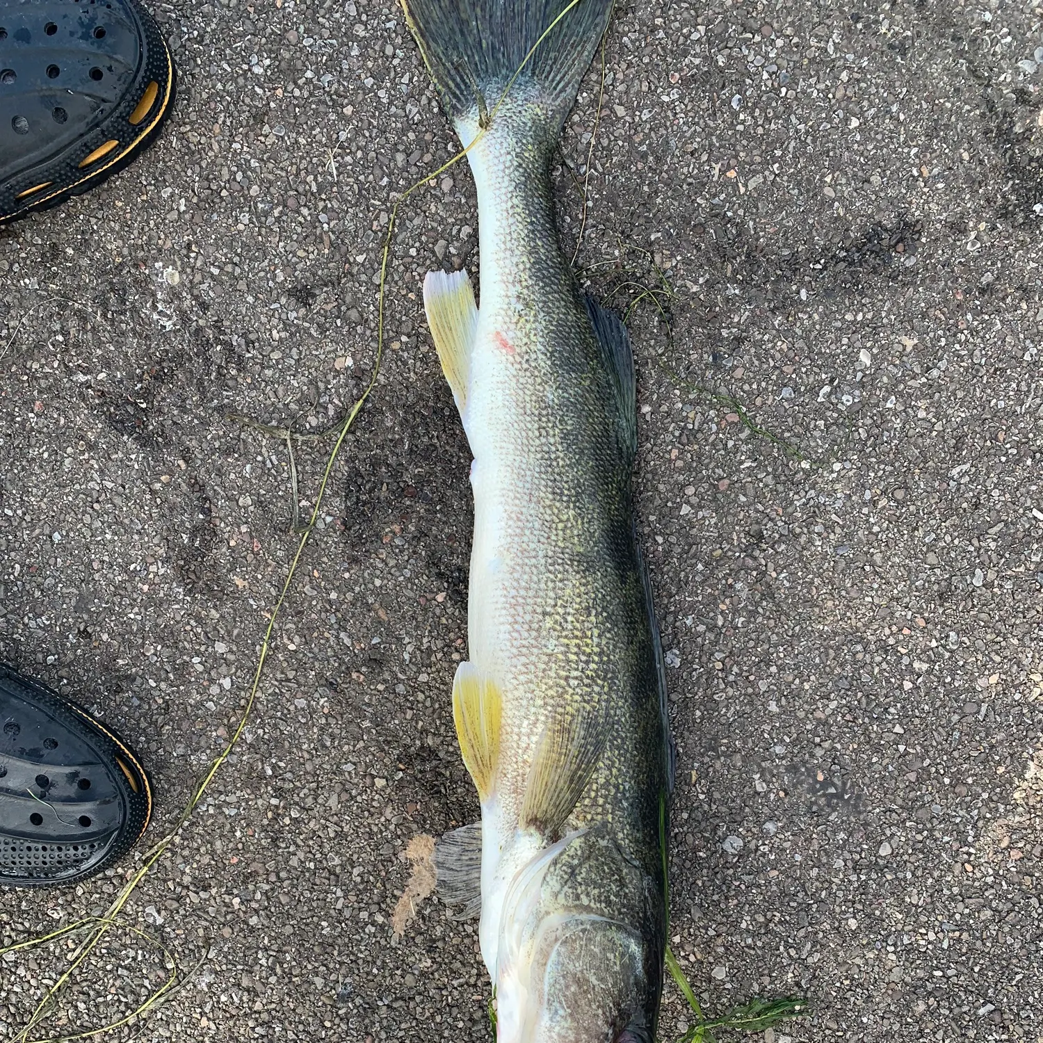 angler catch