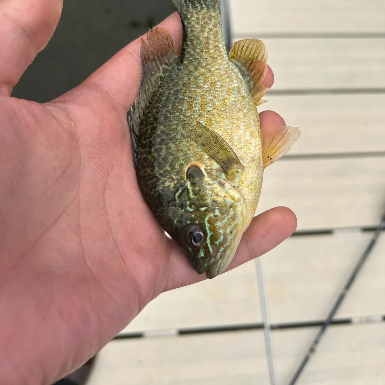 Pumpkinseed x green sunfish caught on Fishbrain