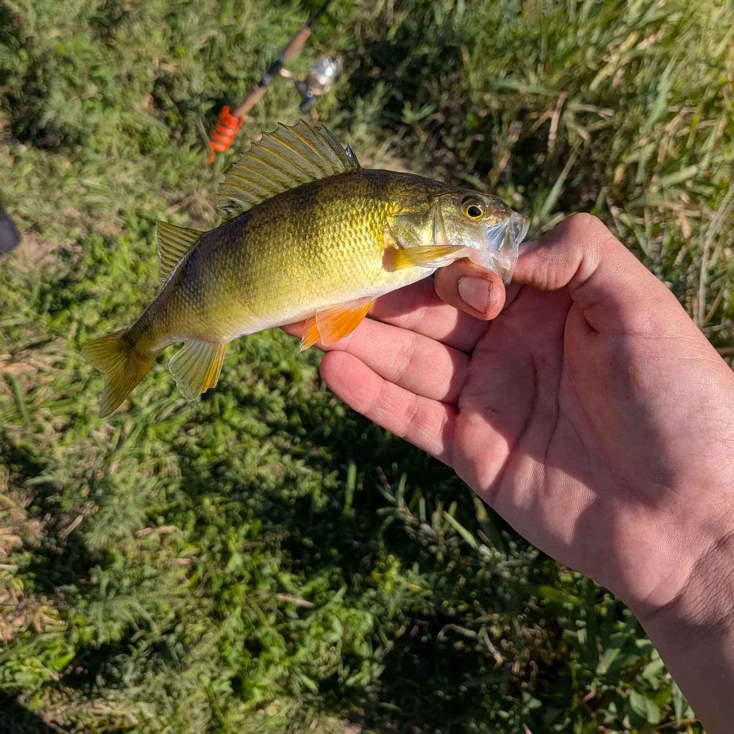 Yellow perch caught on Fishbrain