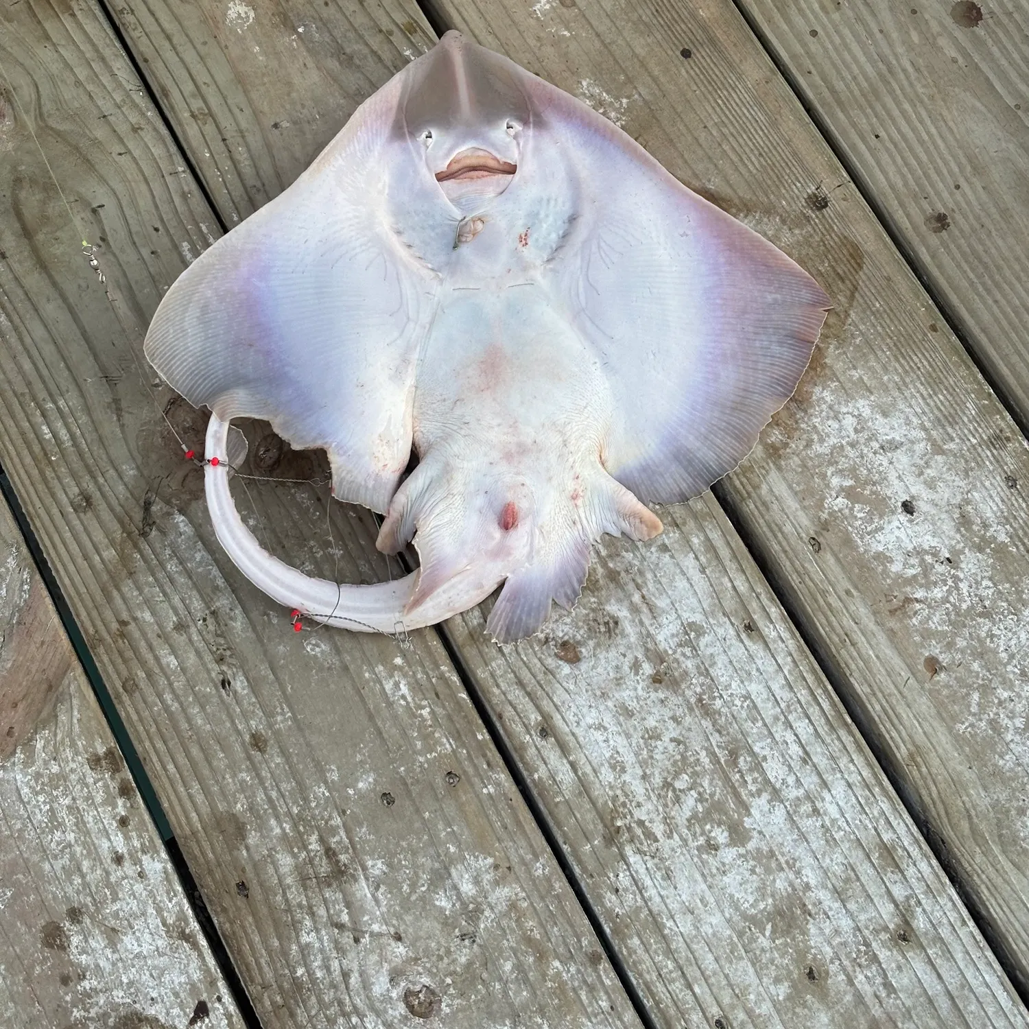 The most recent Big skate catches on Fishbrain