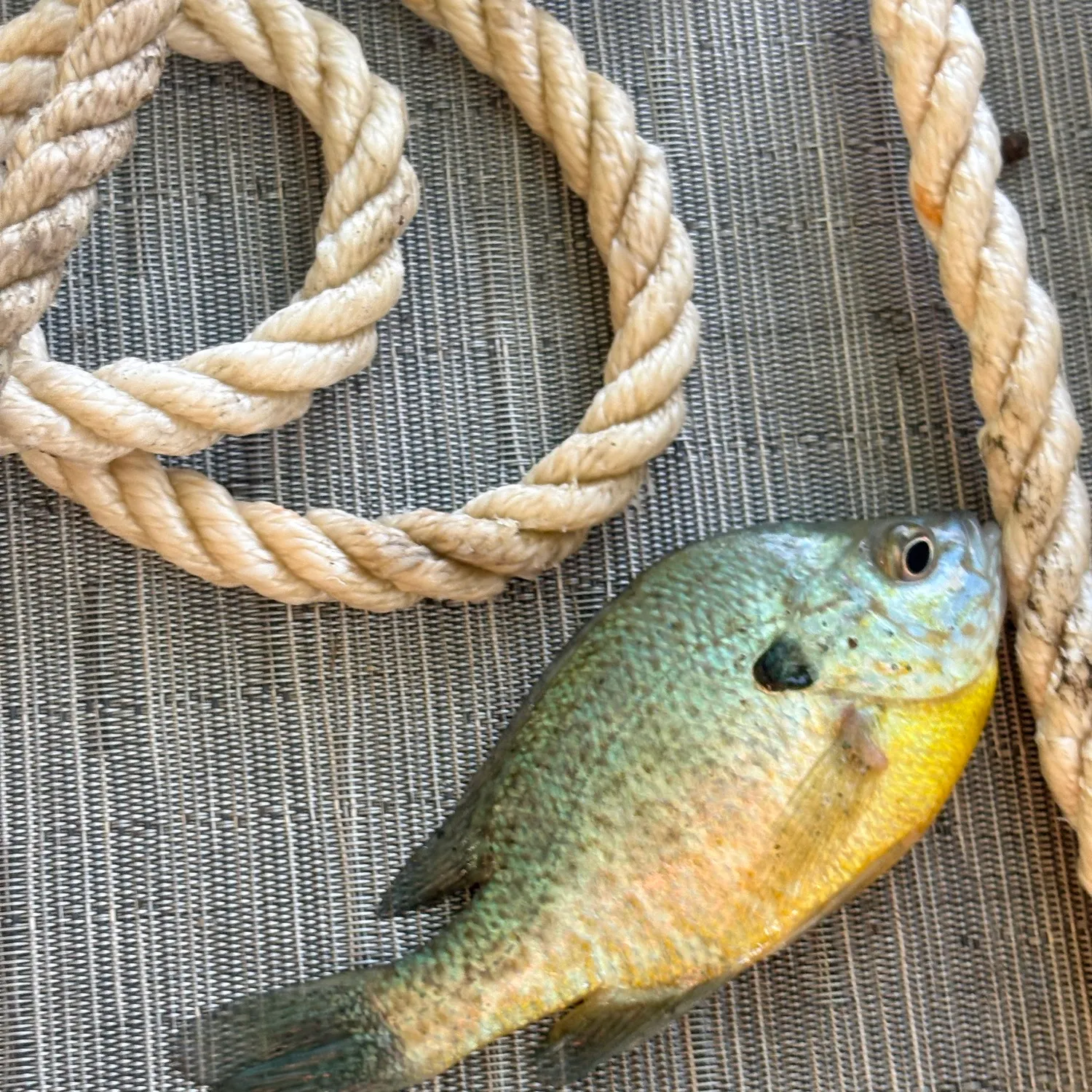 Bluegill caught on Fishbrain