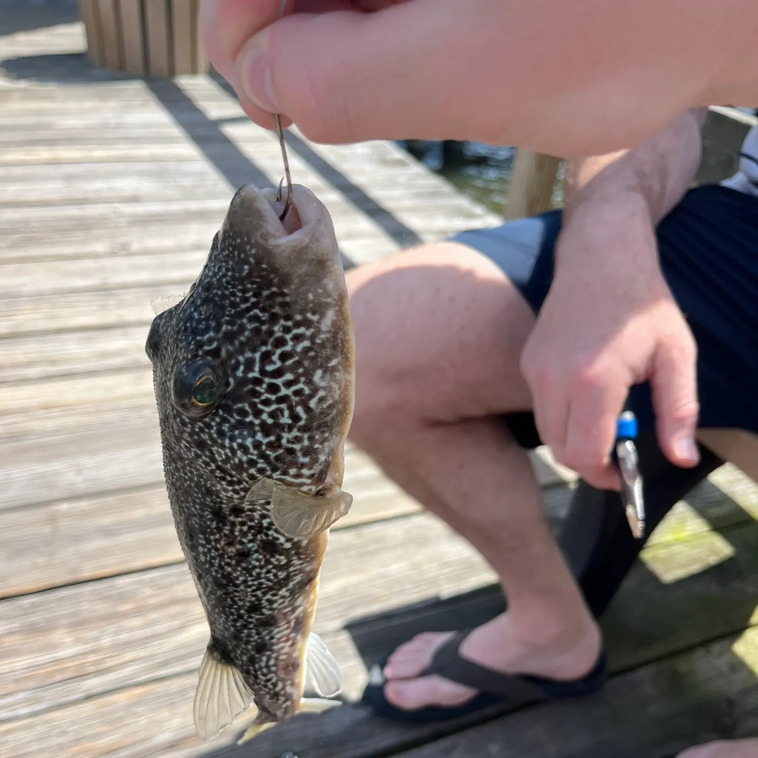 The most recent Southern puffer catches on Fishbrain