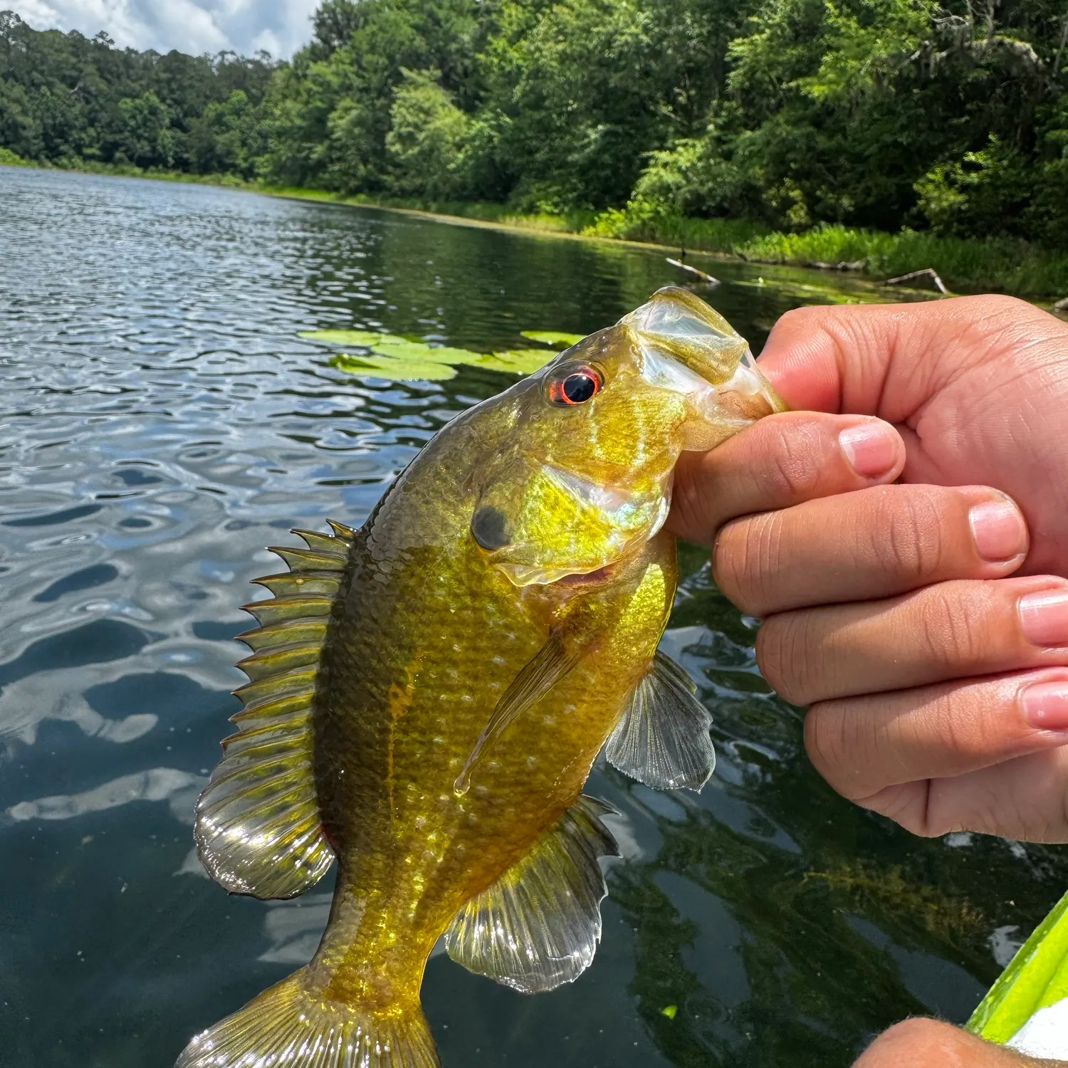 Warmouth caught on Fishbrain