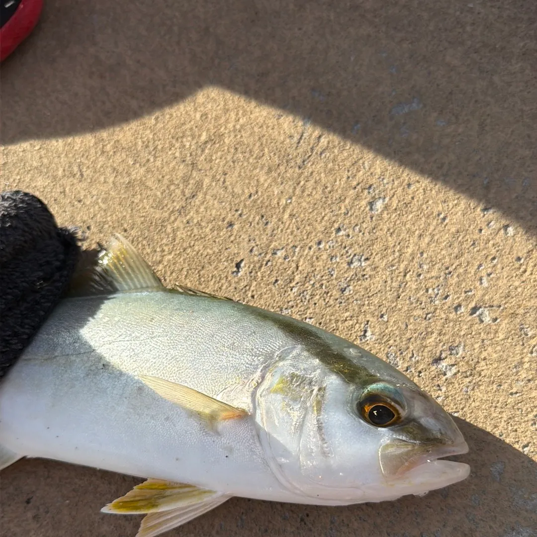Greater amberjack caught on Fishbrain