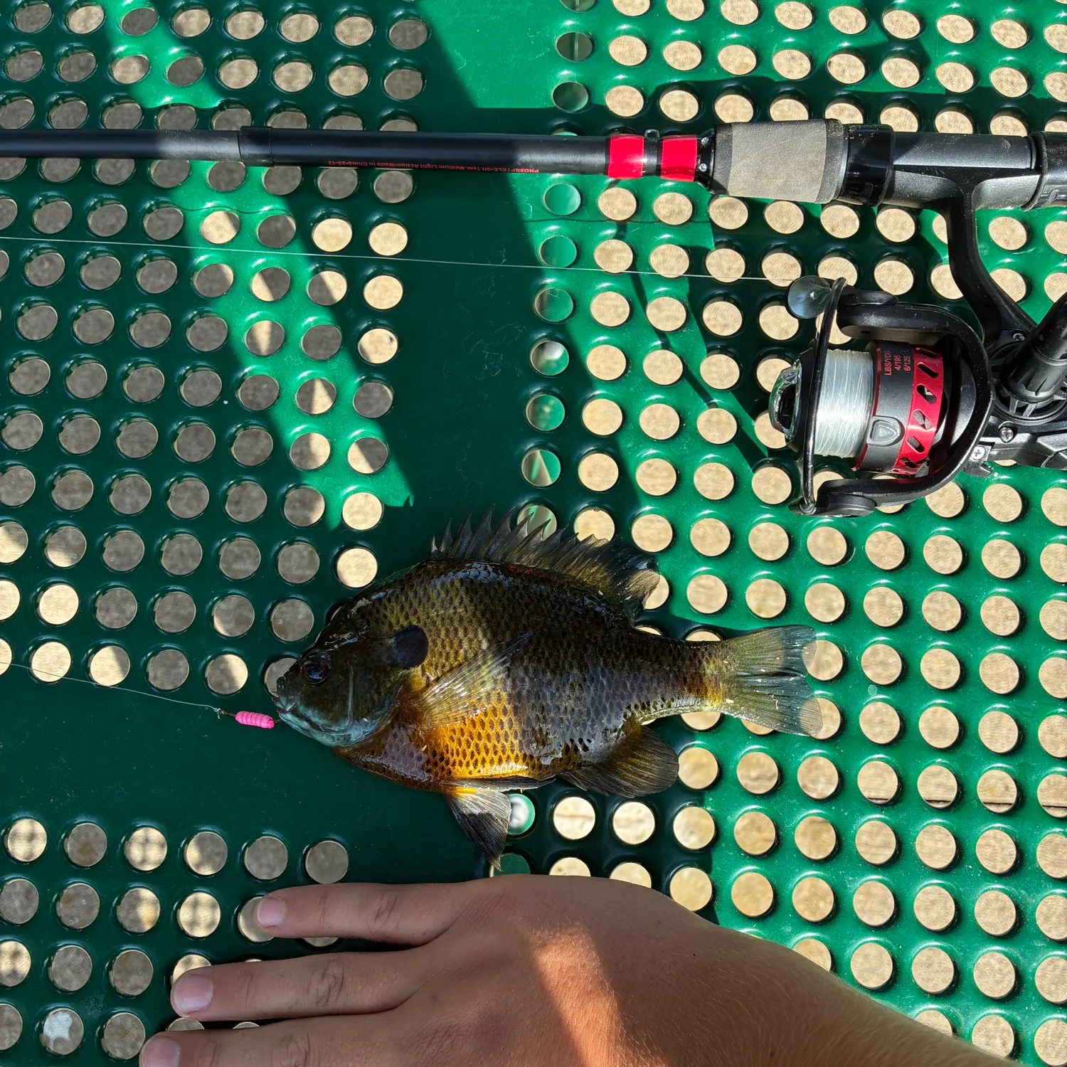 Bluegill caught on Fishbrain