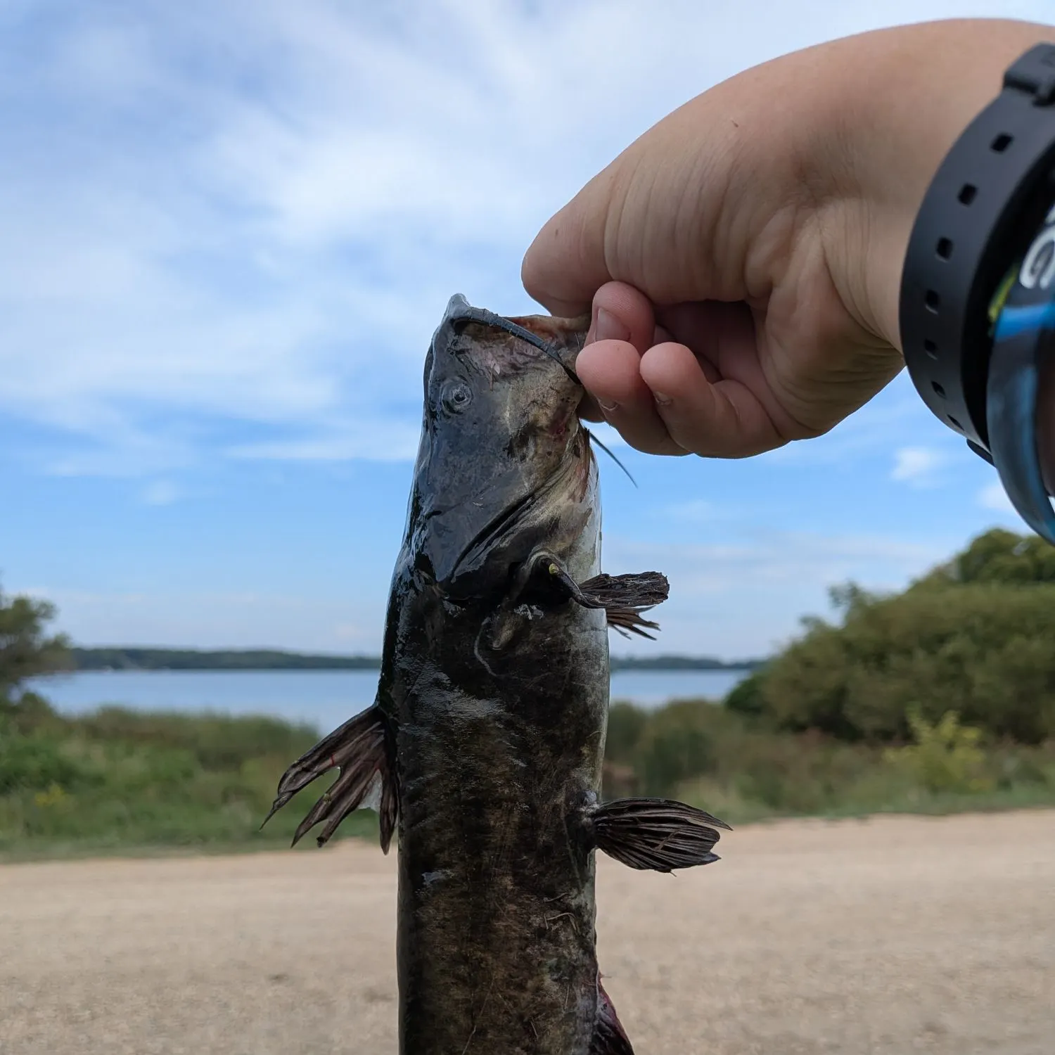 Black bullhead caught on Fishbrain