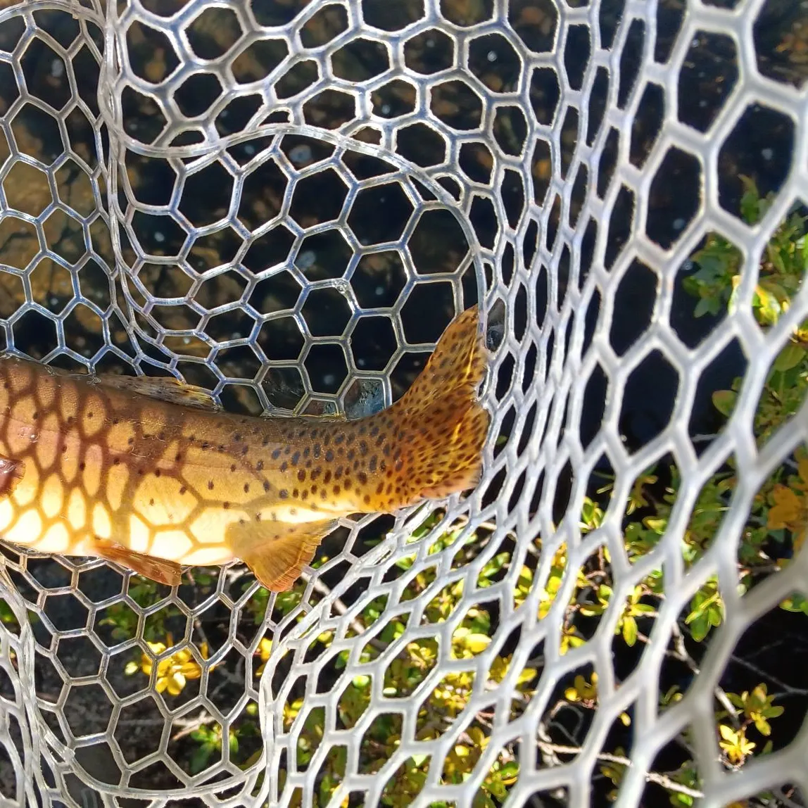 Cutthroat trout caught on Fishbrain