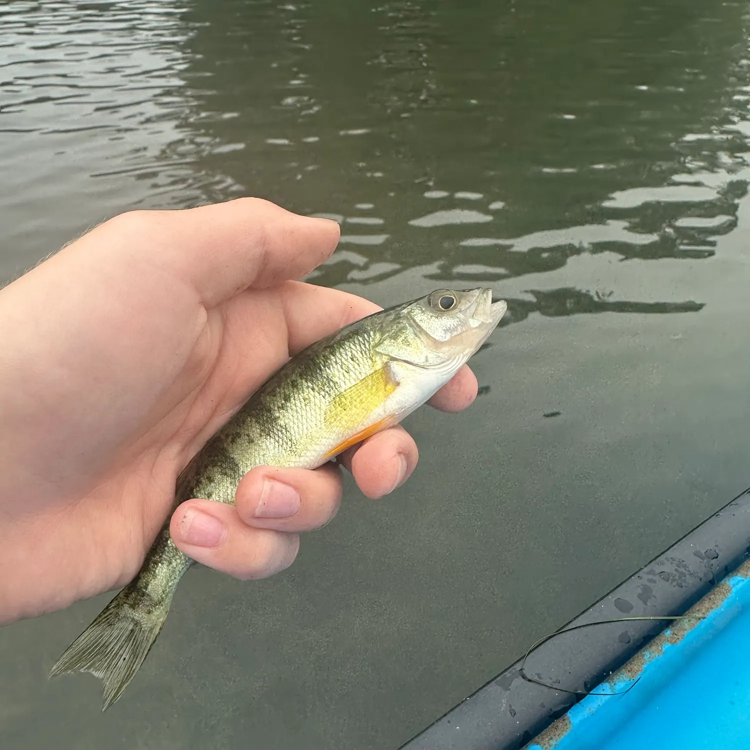 Yellow perch caught on Fishbrain