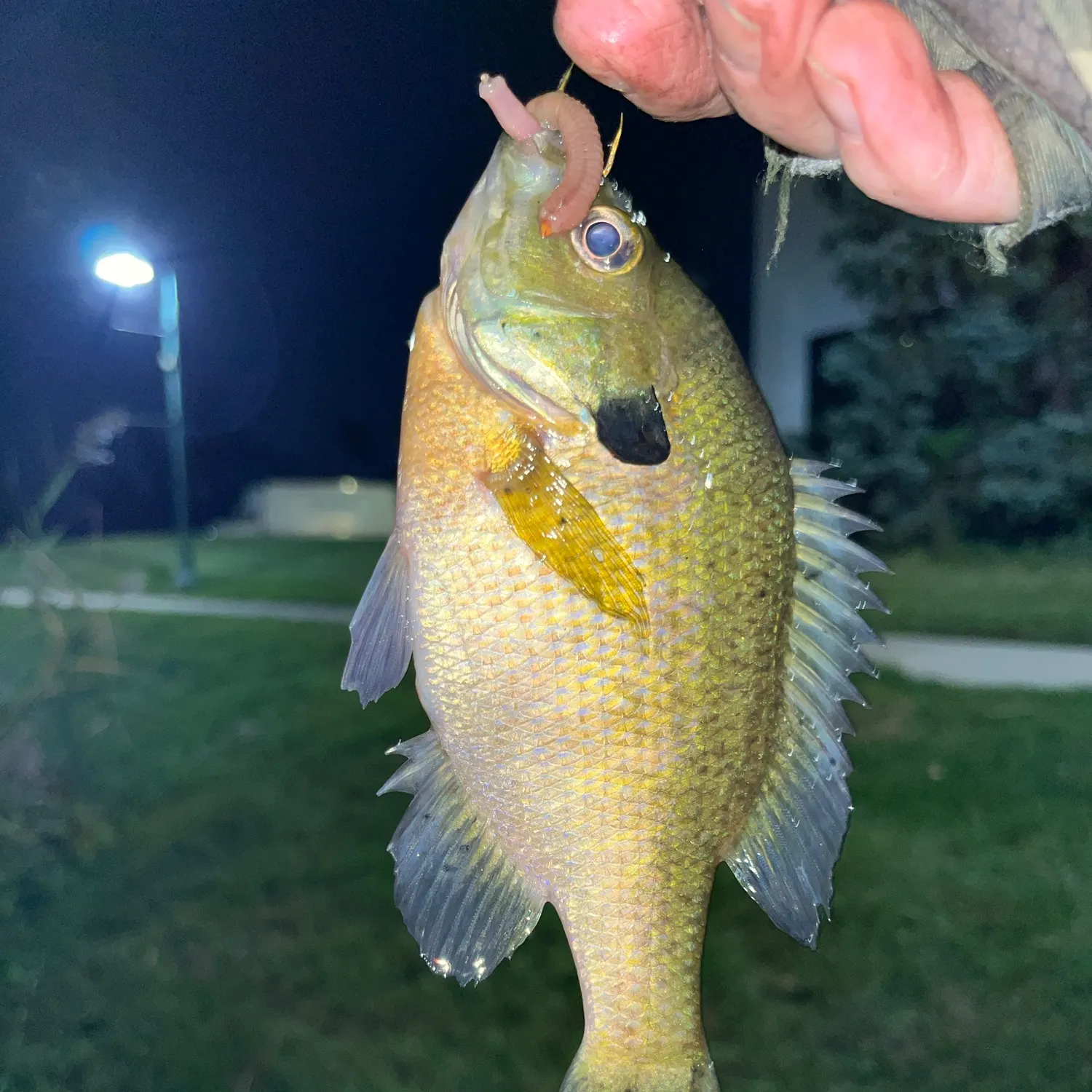 Bluegill caught on Fishbrain