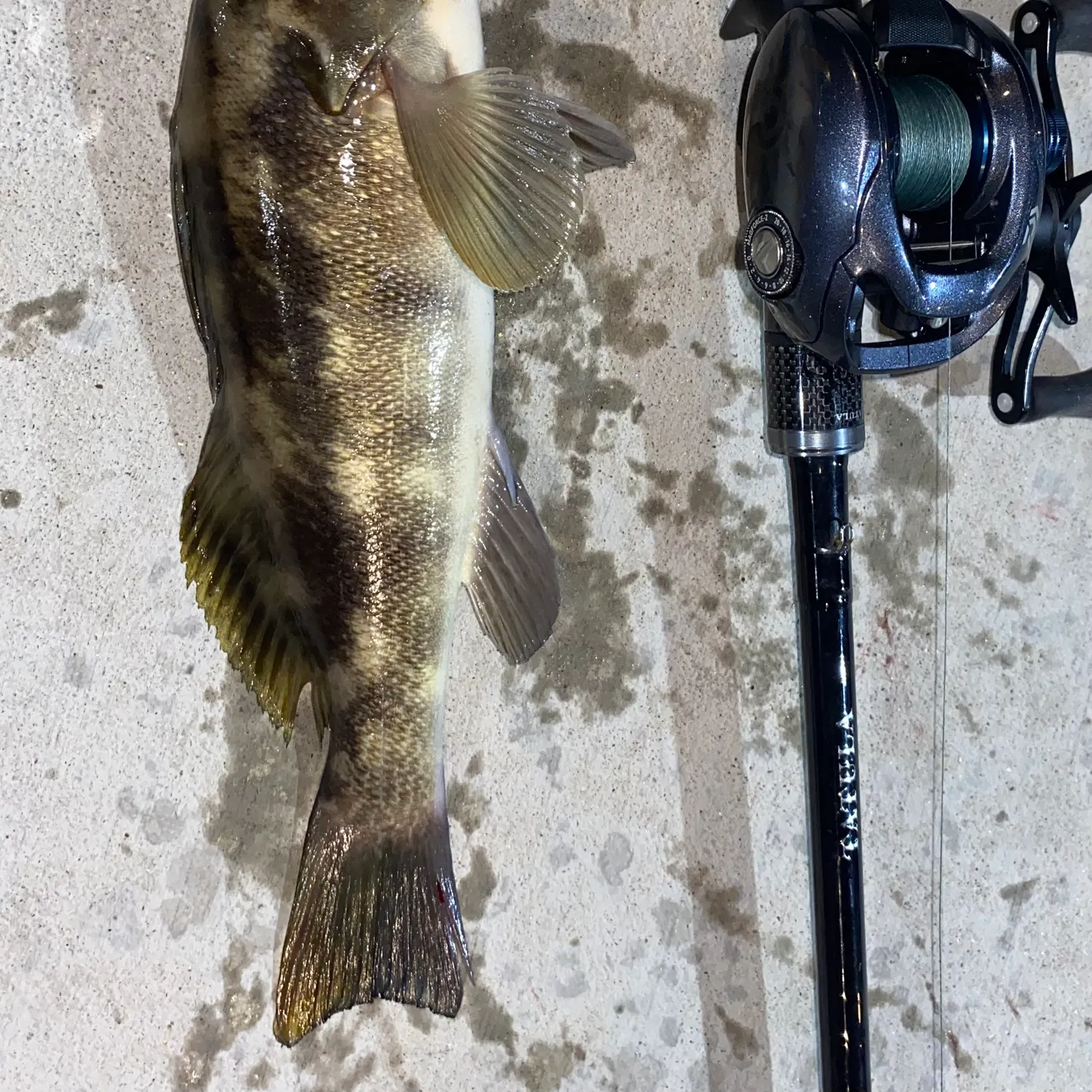 recently logged catches