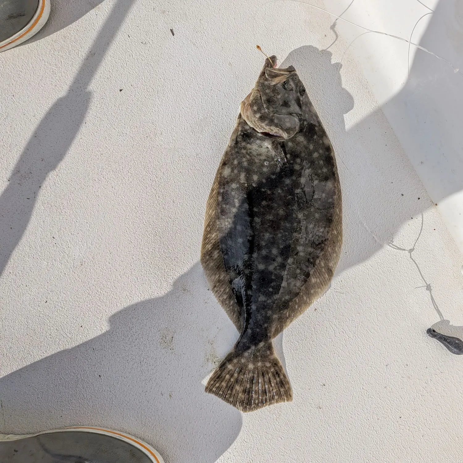 Summer flounder caught on Fishbrain