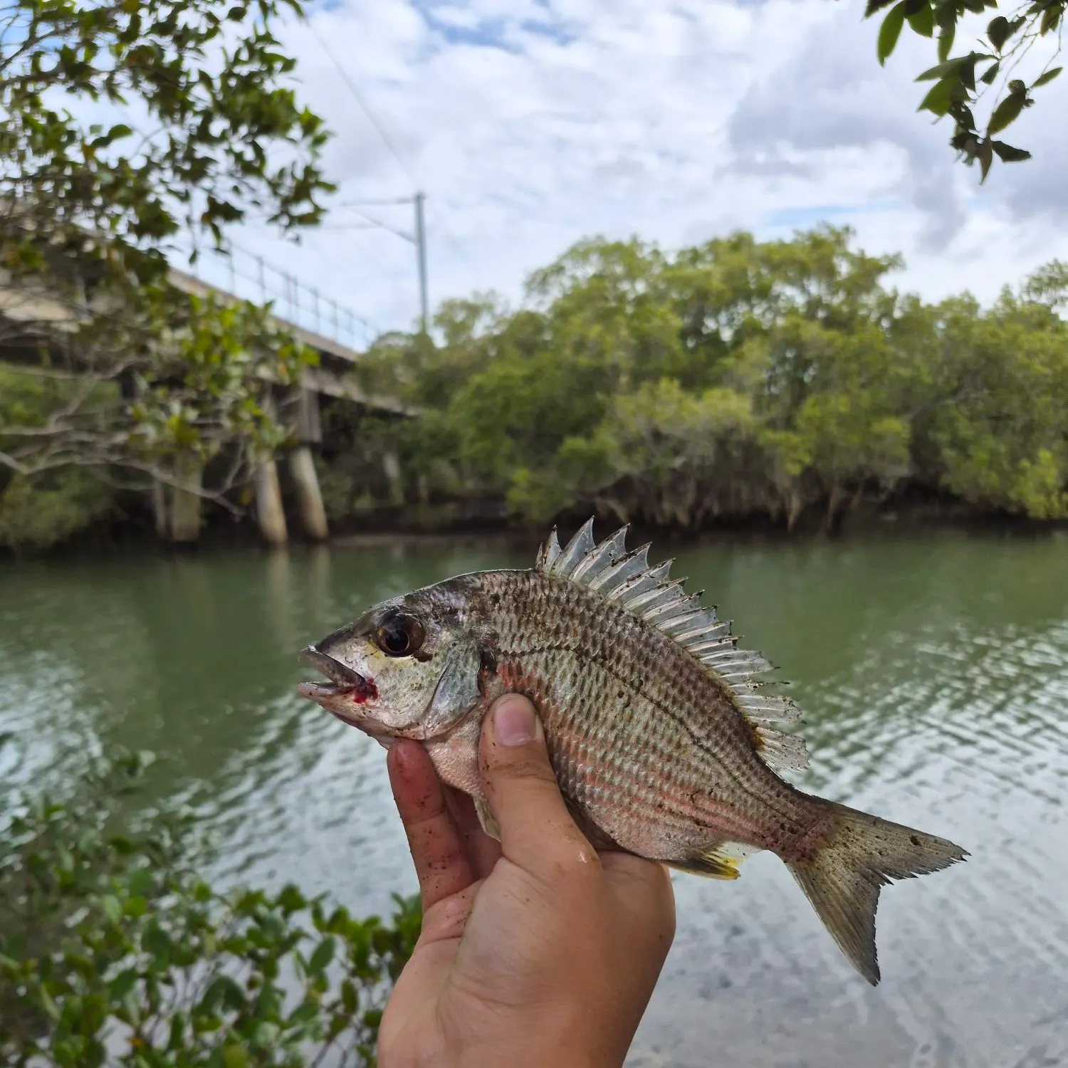Surf bream caught on Fishbrain