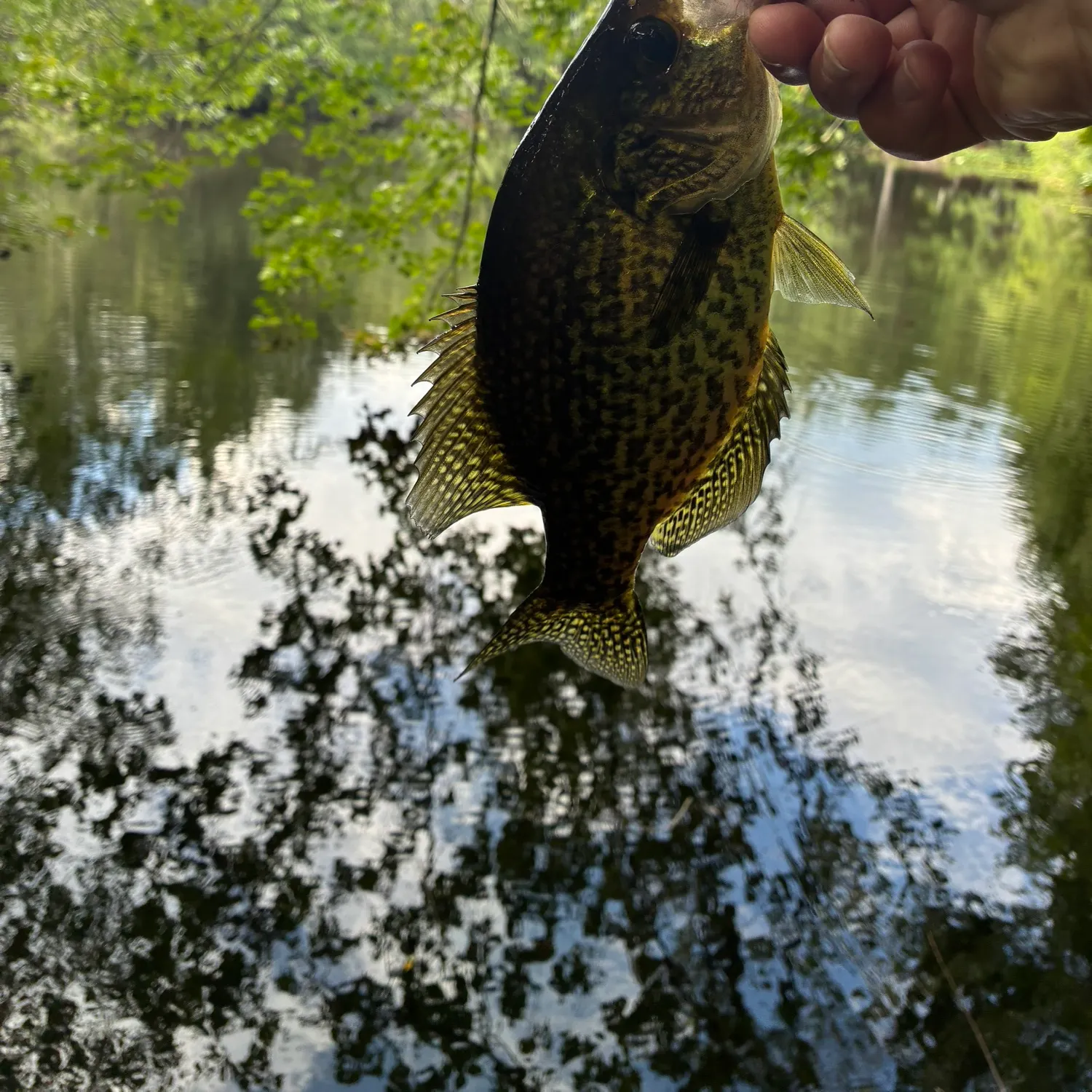 Black crappie caught on Fishbrain
