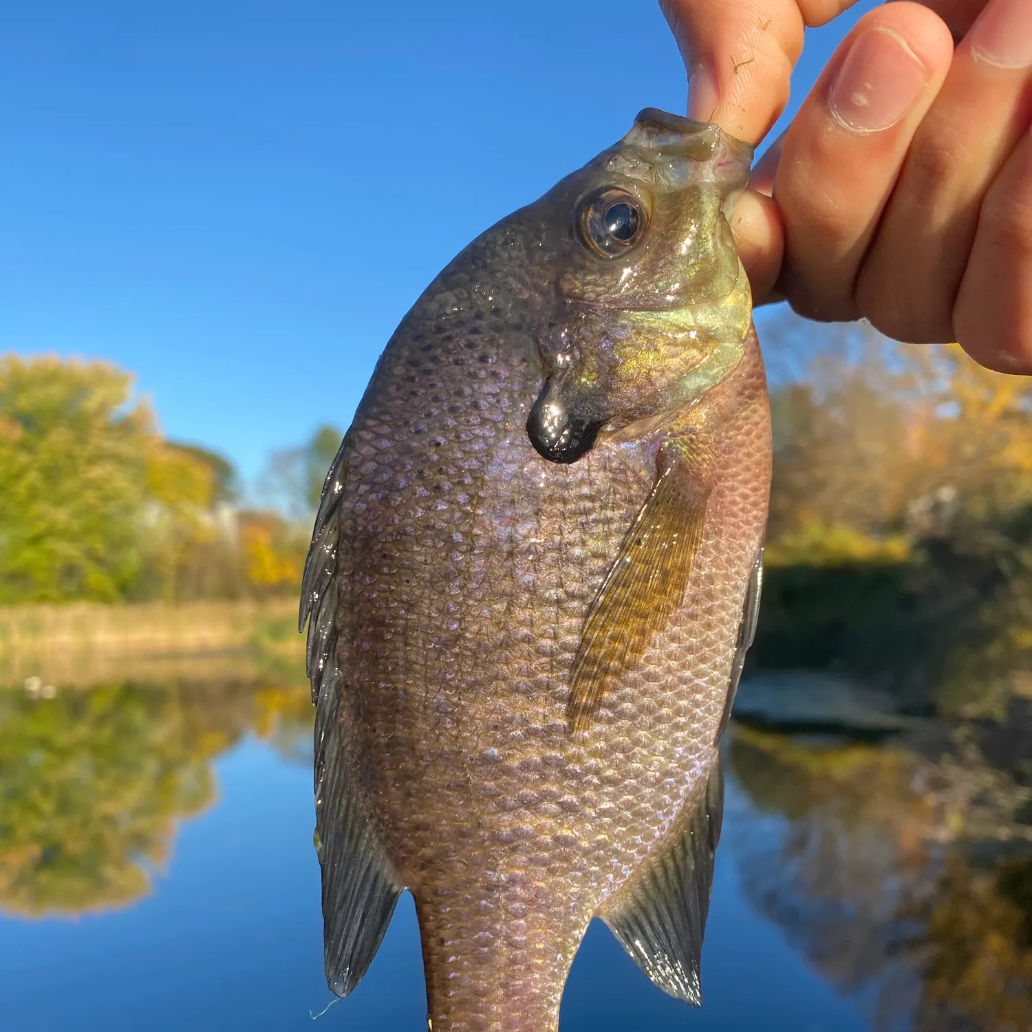 Bluegill caught on Fishbrain