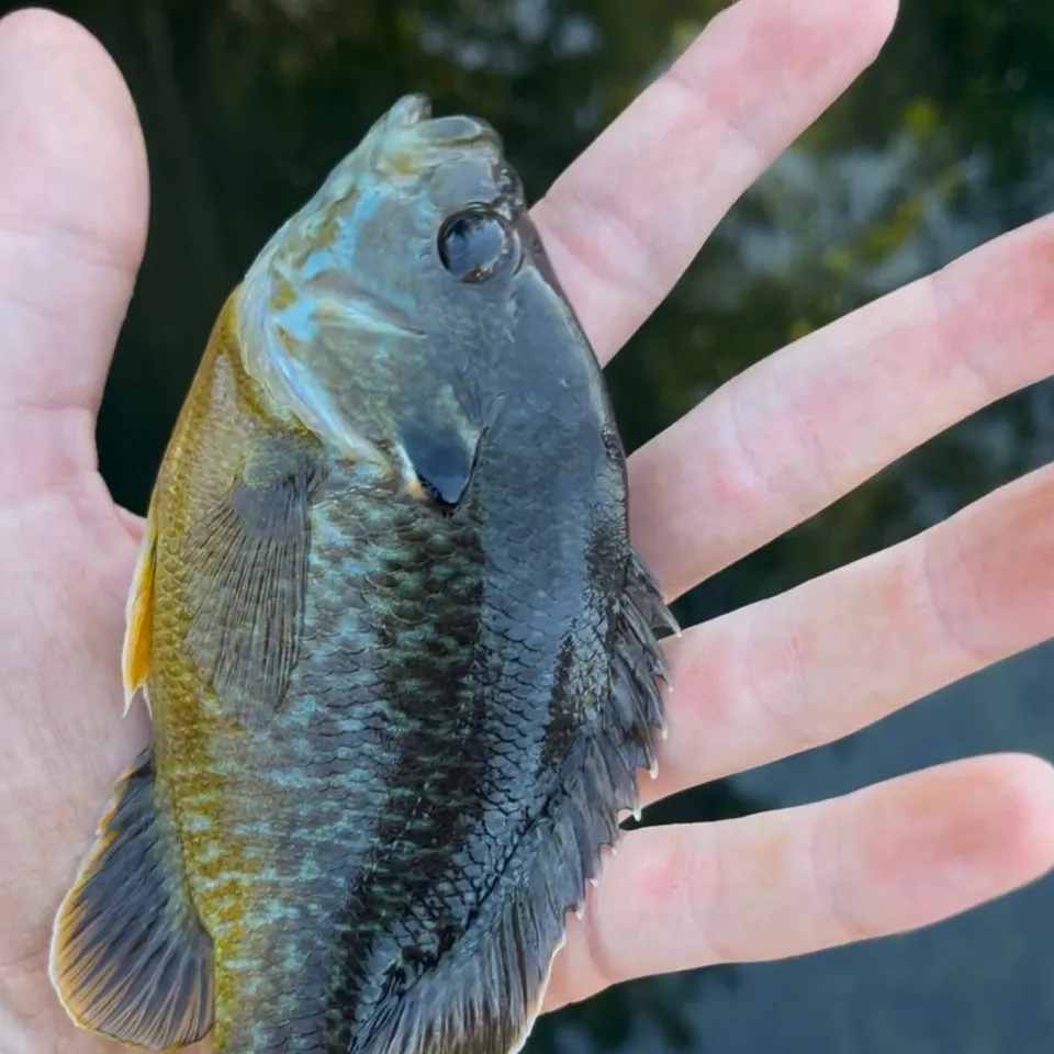 Greengill hybrid caught on Fishbrain