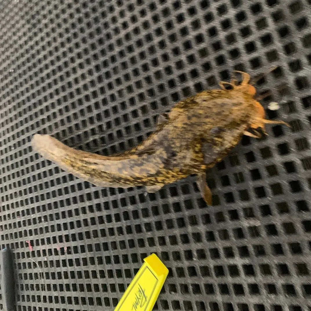 The most recent Cobbler catches on Fishbrain