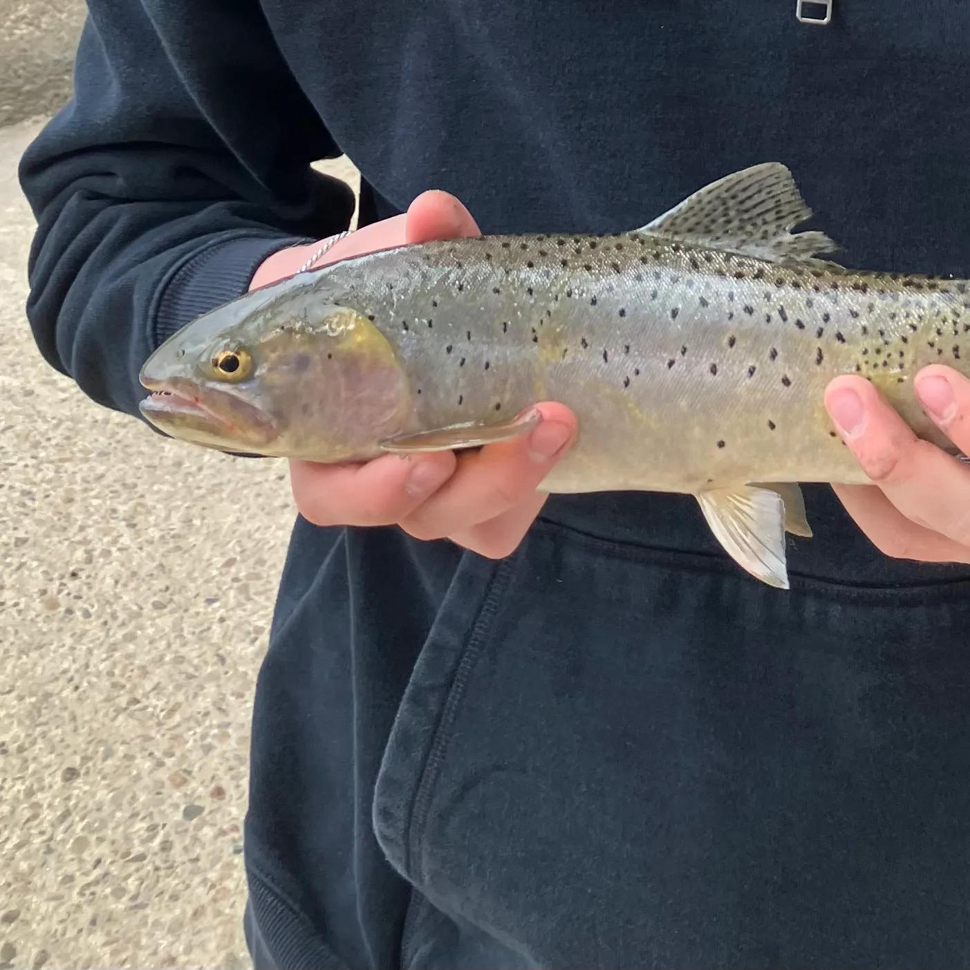 The most recent Bonneville cutthroat trout catches on Fishbrain