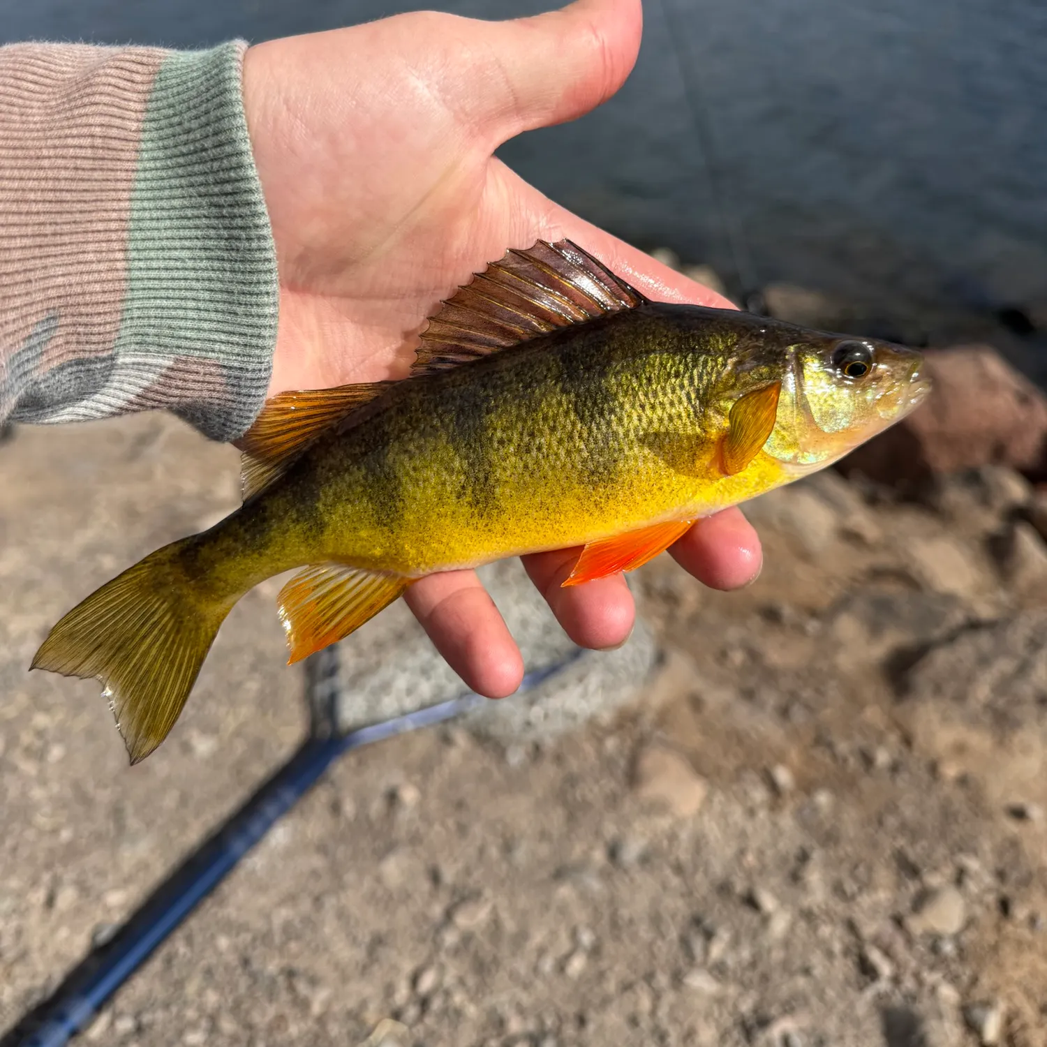 Yellow perch caught on Fishbrain