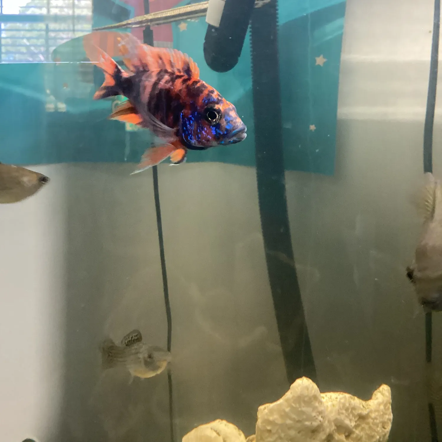 The most recent Indo-Pacific sailfish catches on Fishbrain