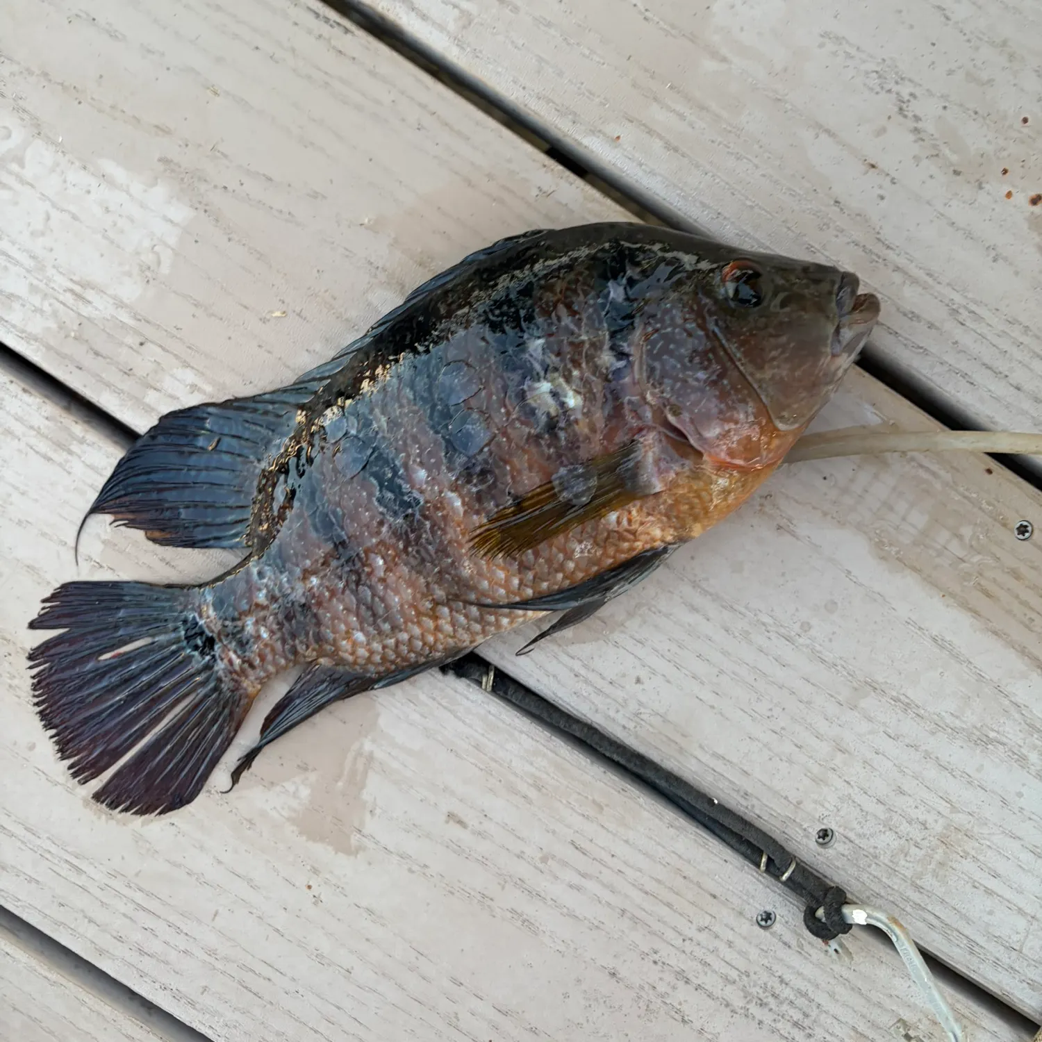 Mayan cichlid caught on Fishbrain
