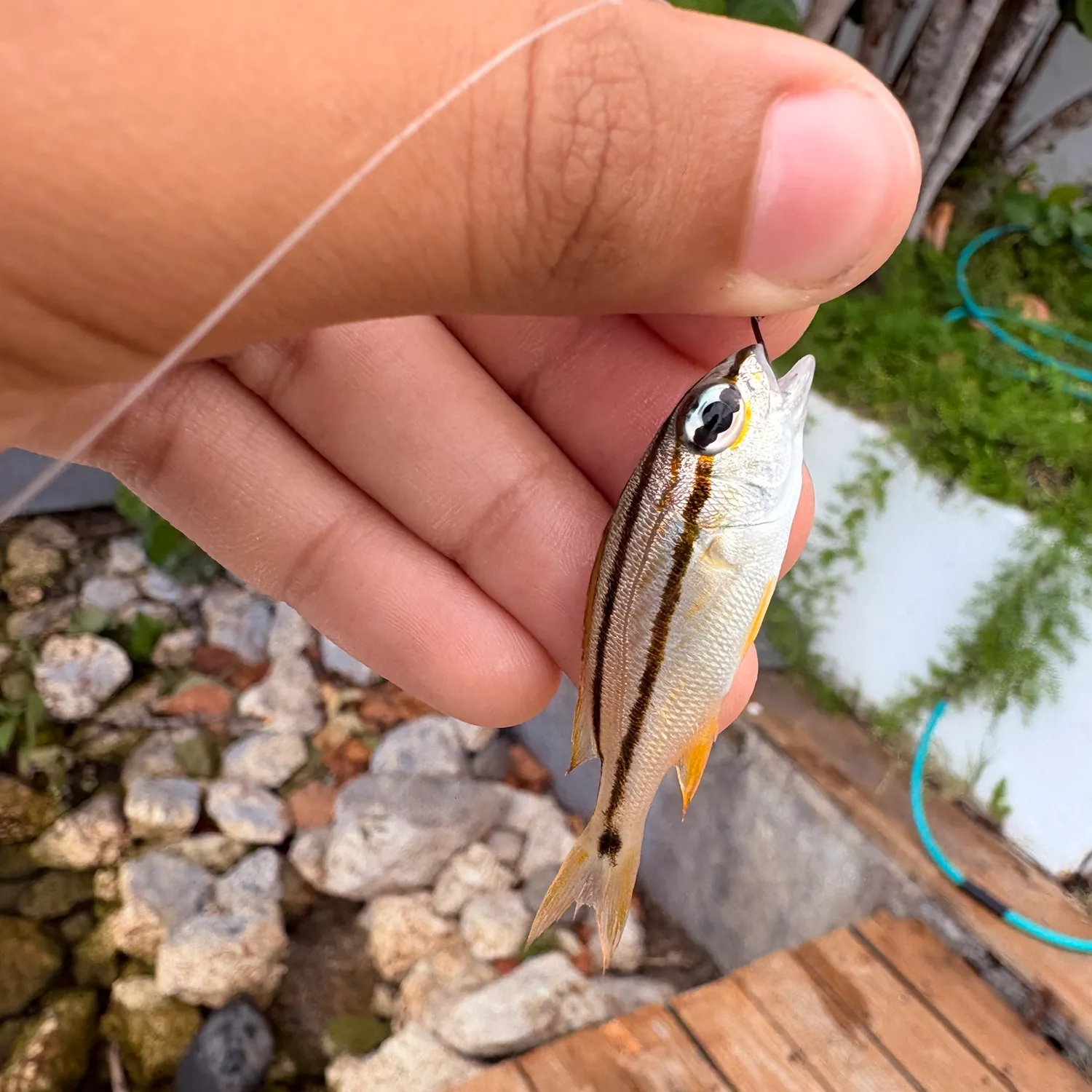 The most recent French grunt catches on Fishbrain
