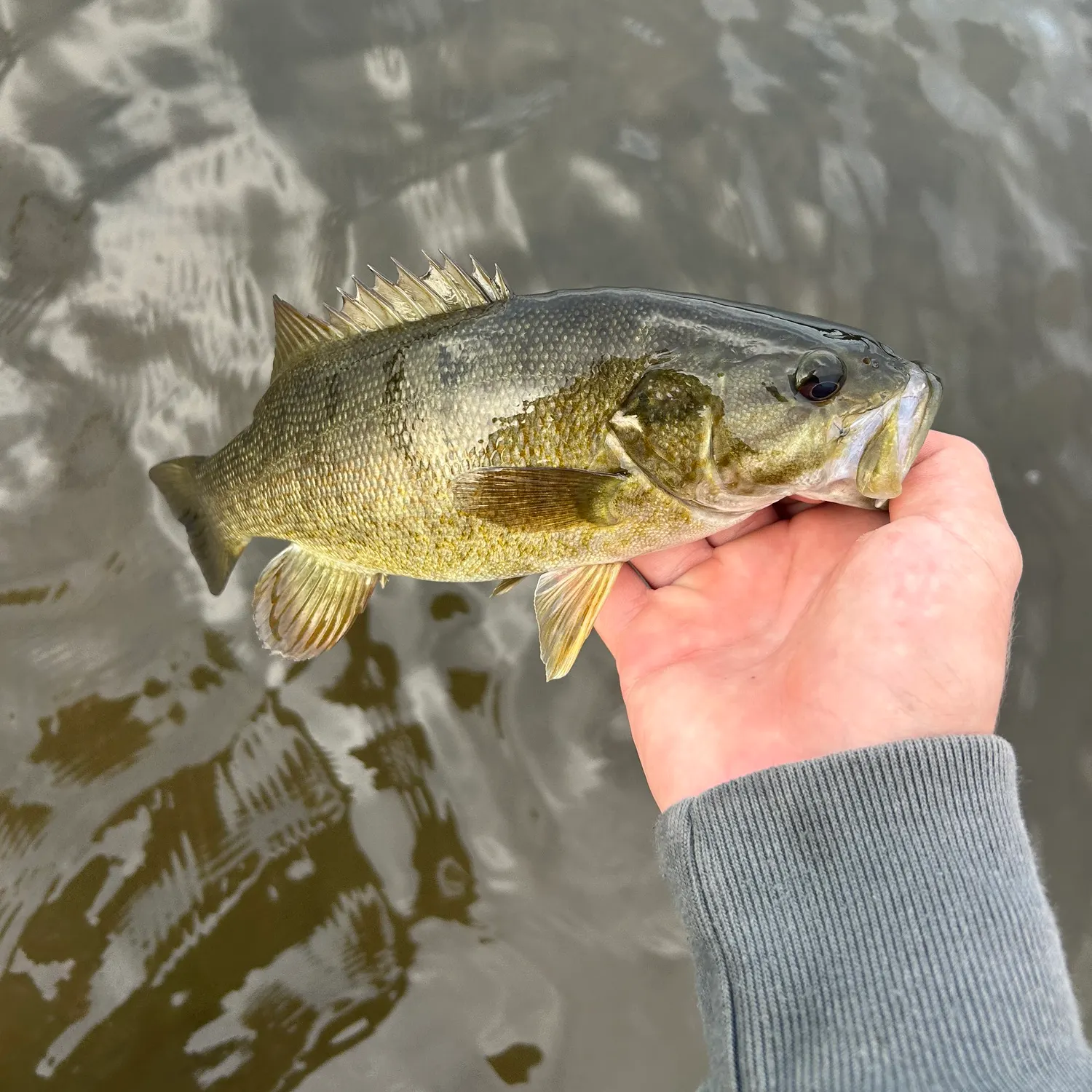 Smallmouth bass caught on Fishbrain