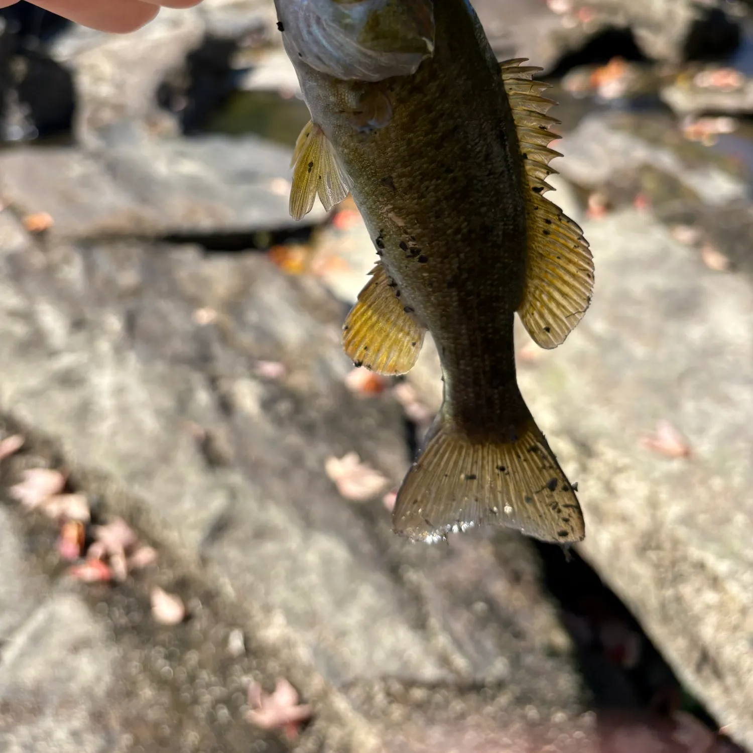 Smallmouth bass caught on Fishbrain