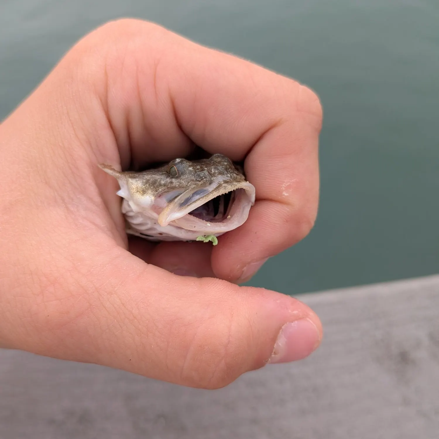 Shorthorn sculpin caught on Fishbrain