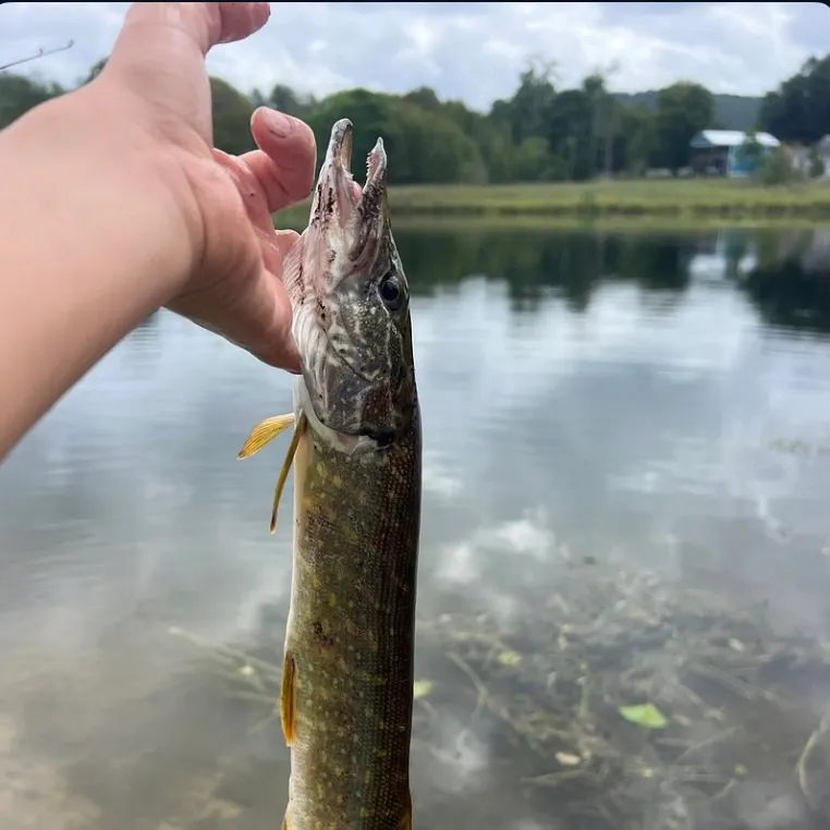 Northern pike caught on Fishbrain