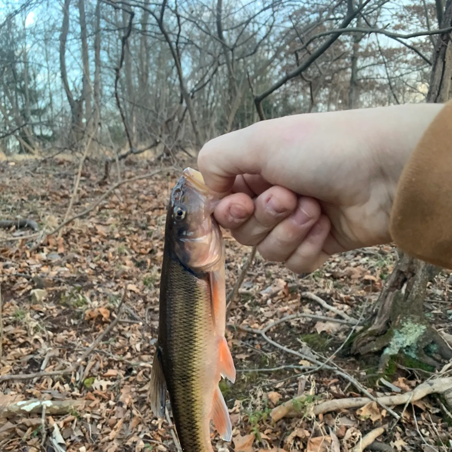 The most recent Fallfish catches on Fishbrain