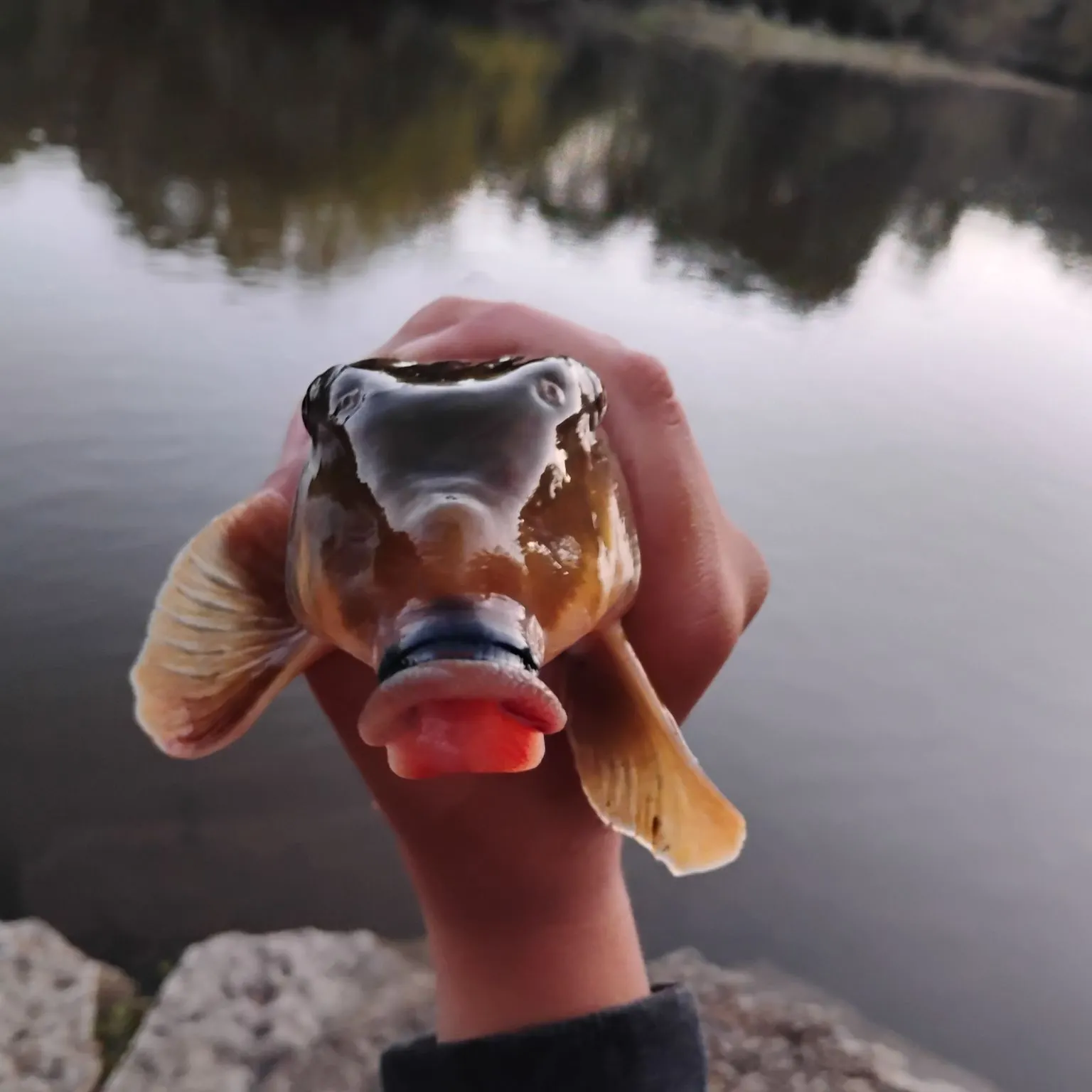 Northern hogsucker caught on Fishbrain
