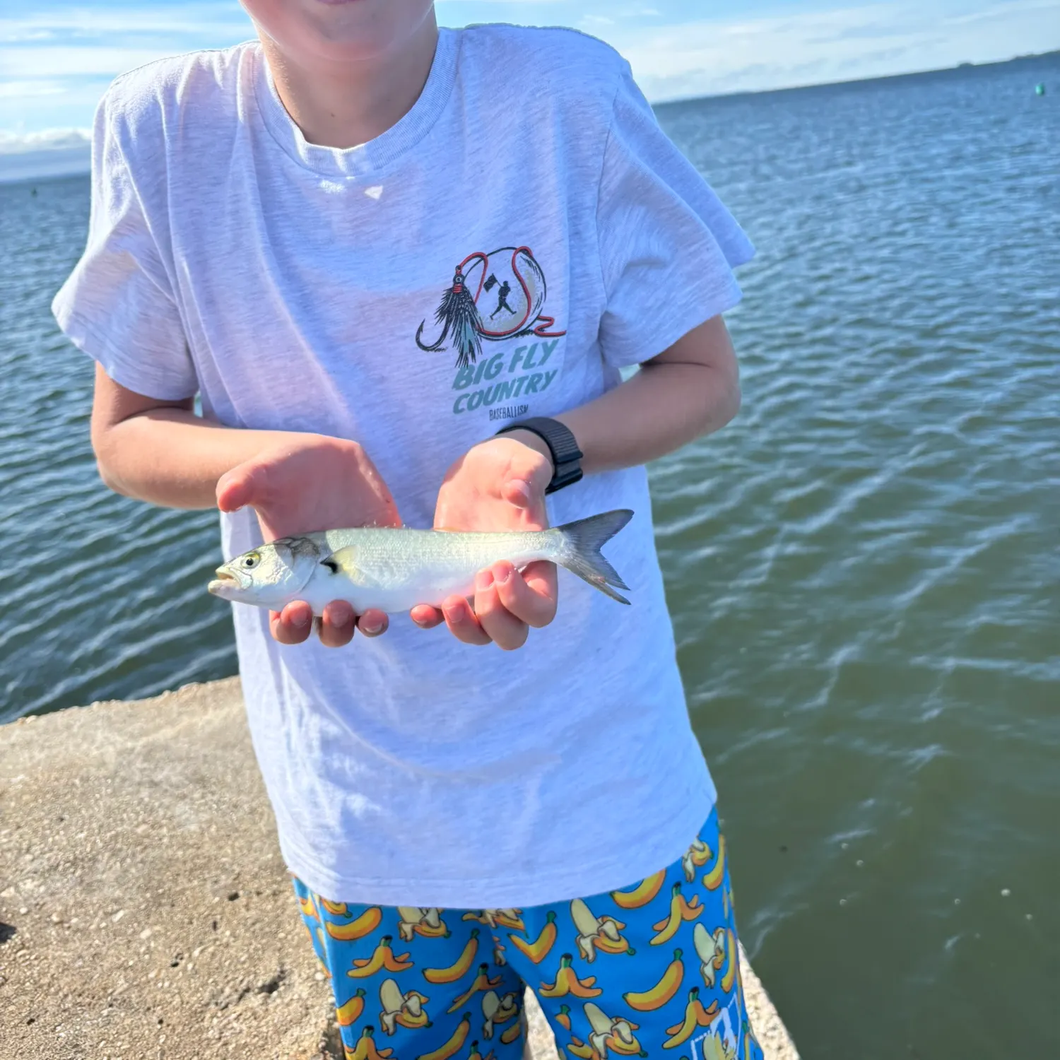 Bluefish caught on Fishbrain