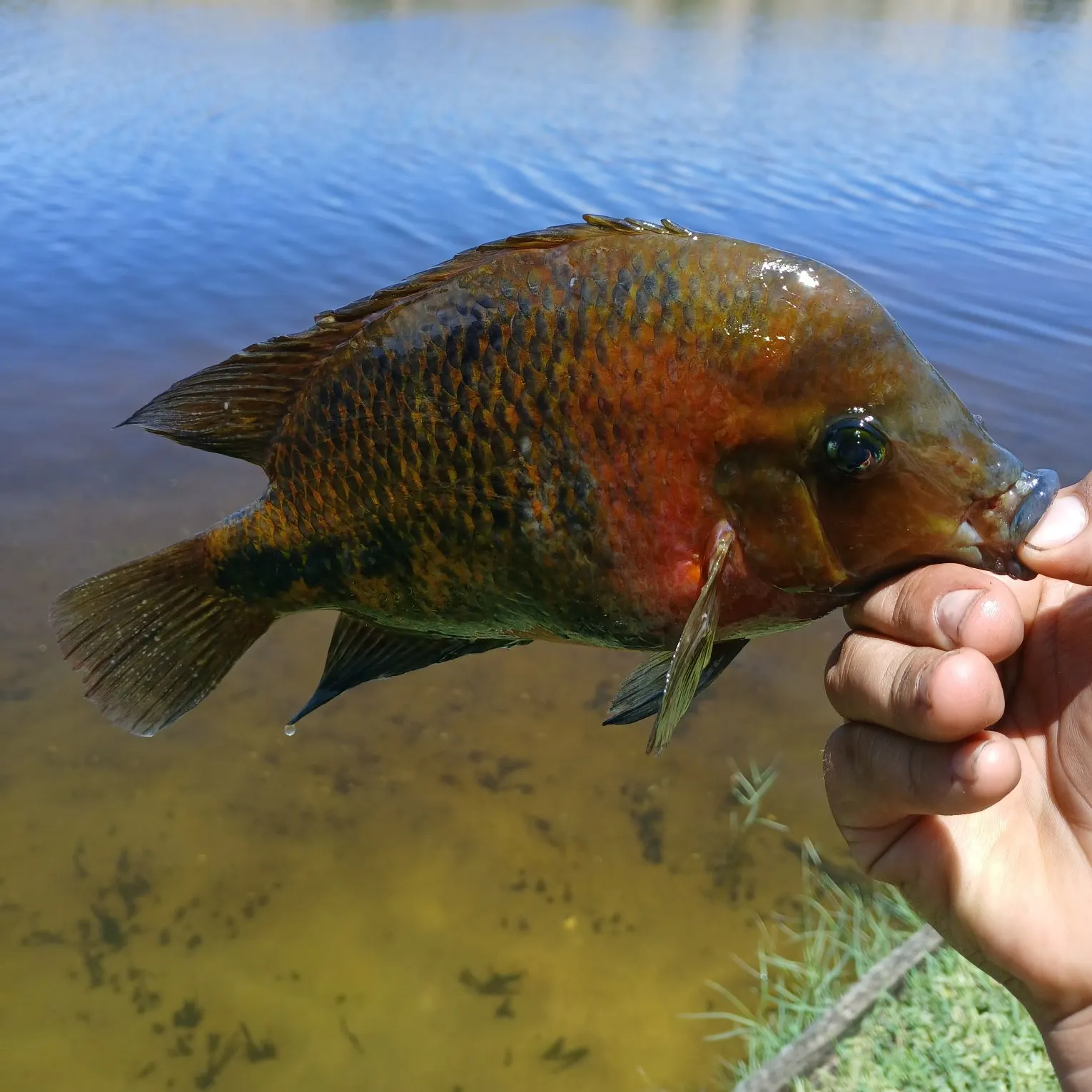 The most recent Redhead cichlid catches on Fishbrain