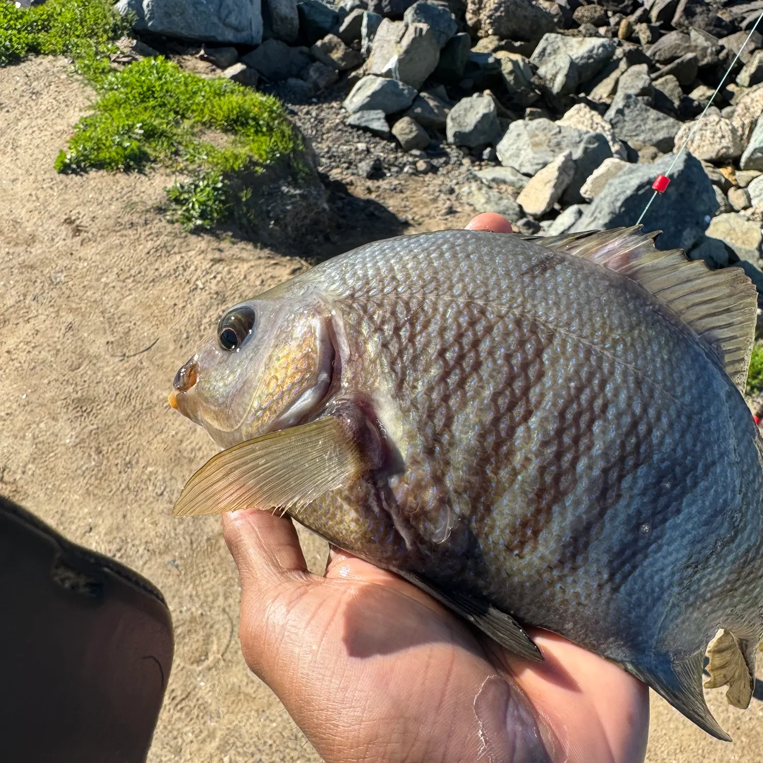 The most recent Opaleye catches on Fishbrain