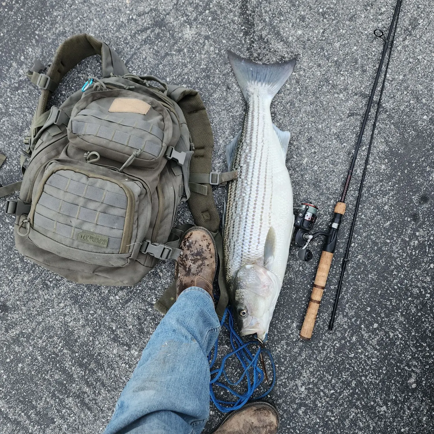 The most recent Striped bass catches on Fishbrain