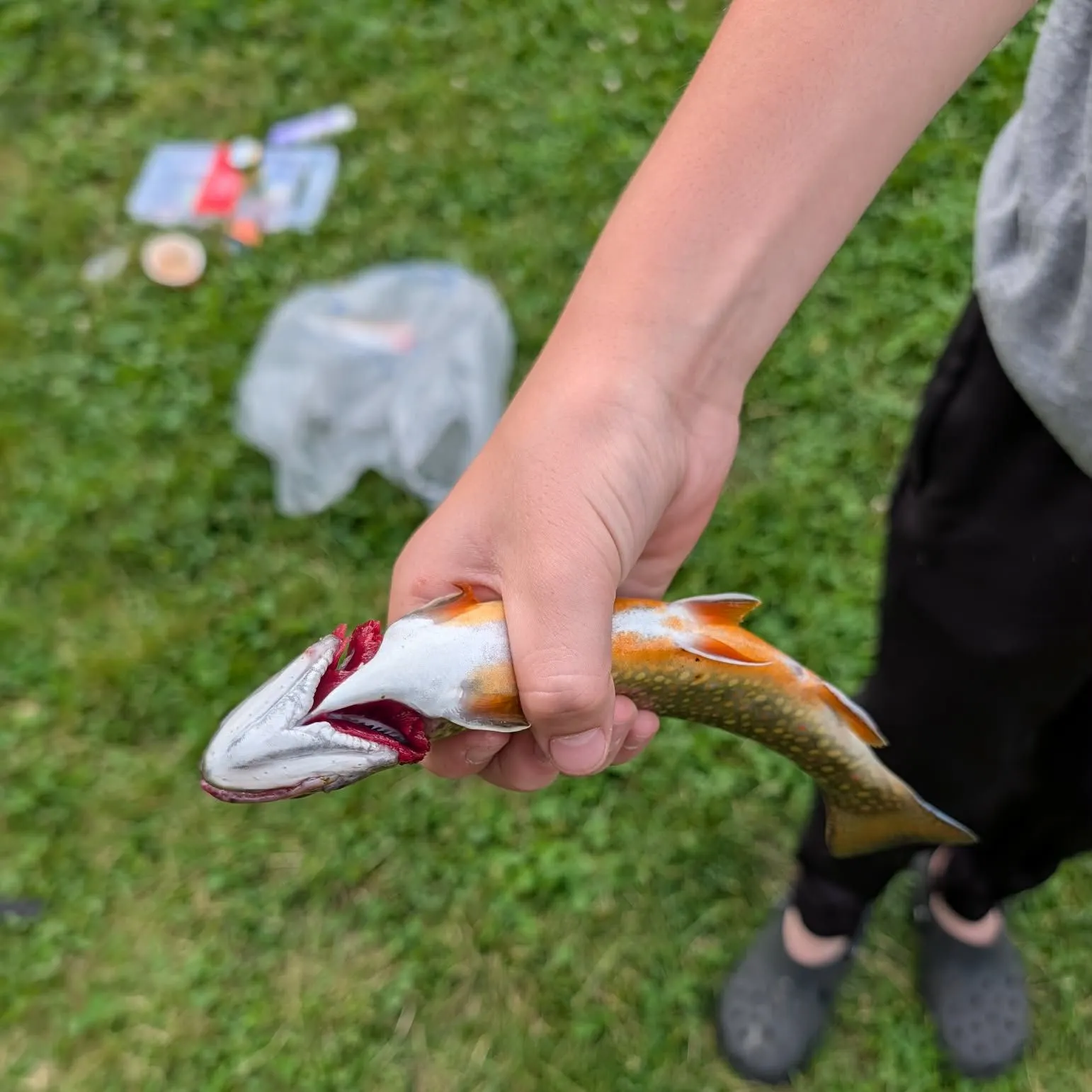 Brook trout caught on Fishbrain